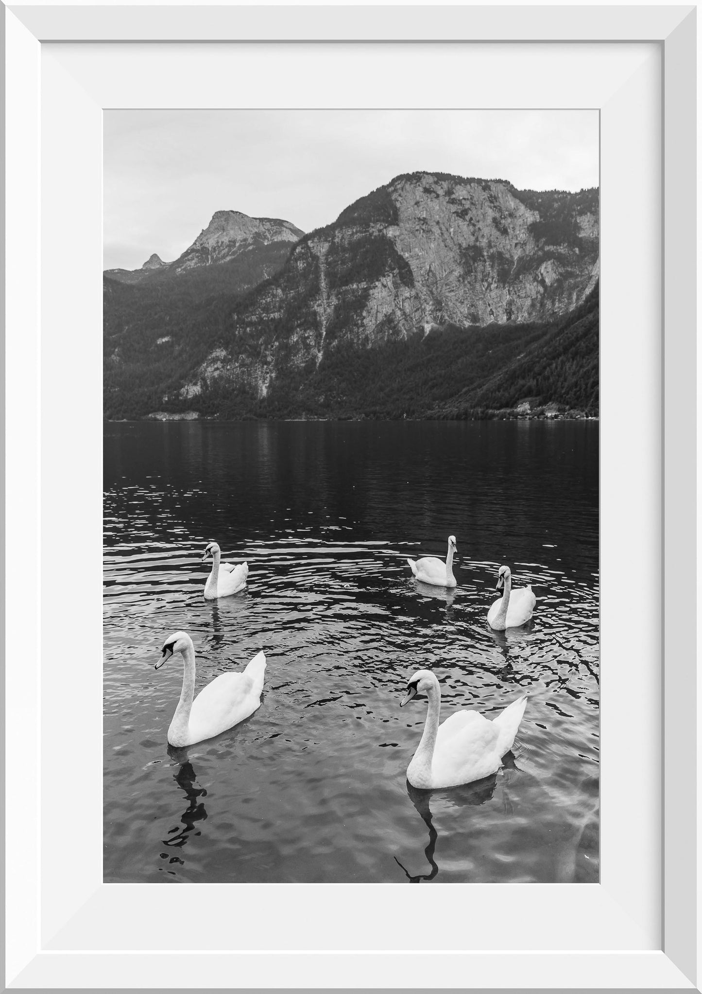 Swans at Lake Hallstatt, Austria