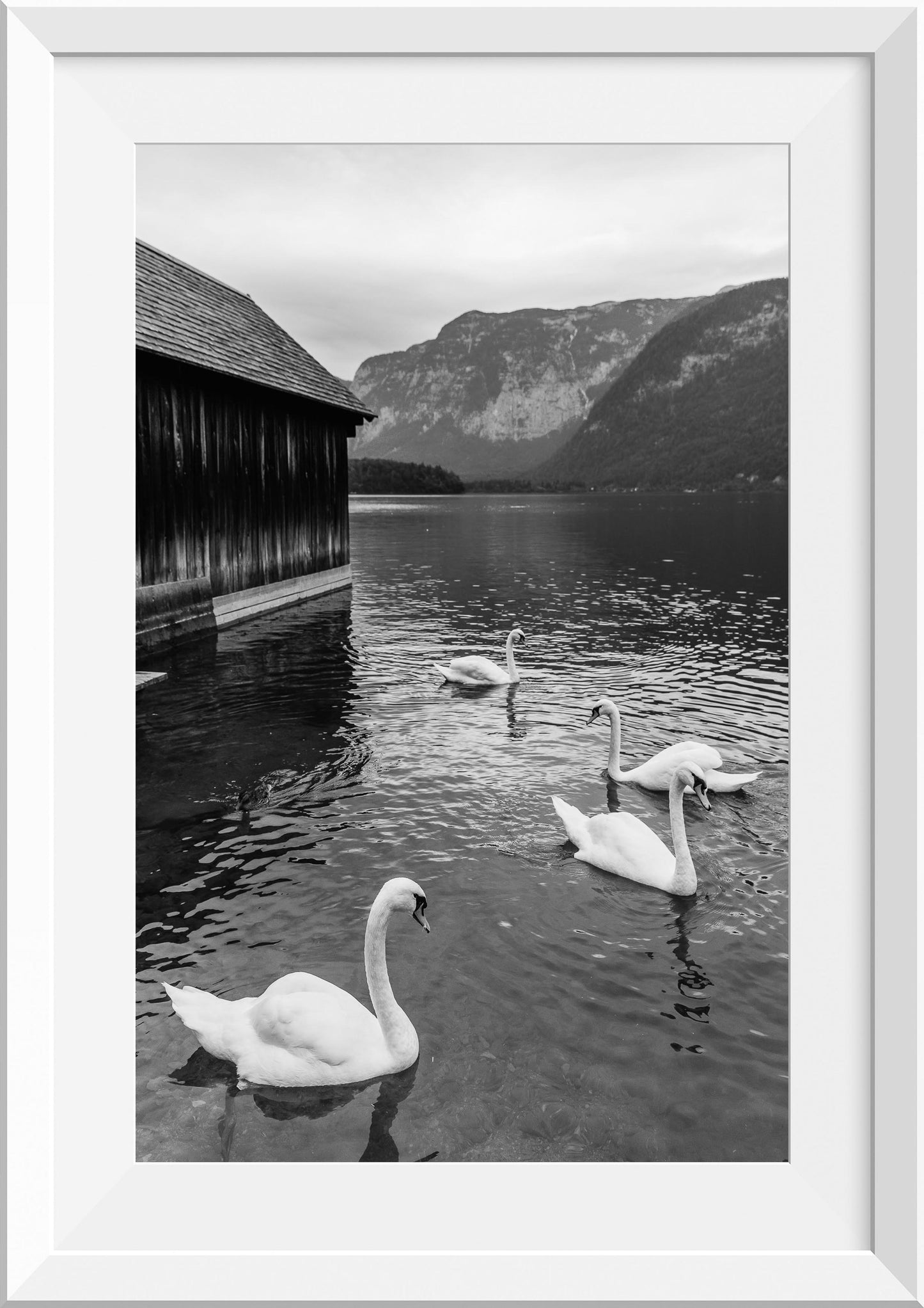 Swans at Lake Hallstatt II, Austria