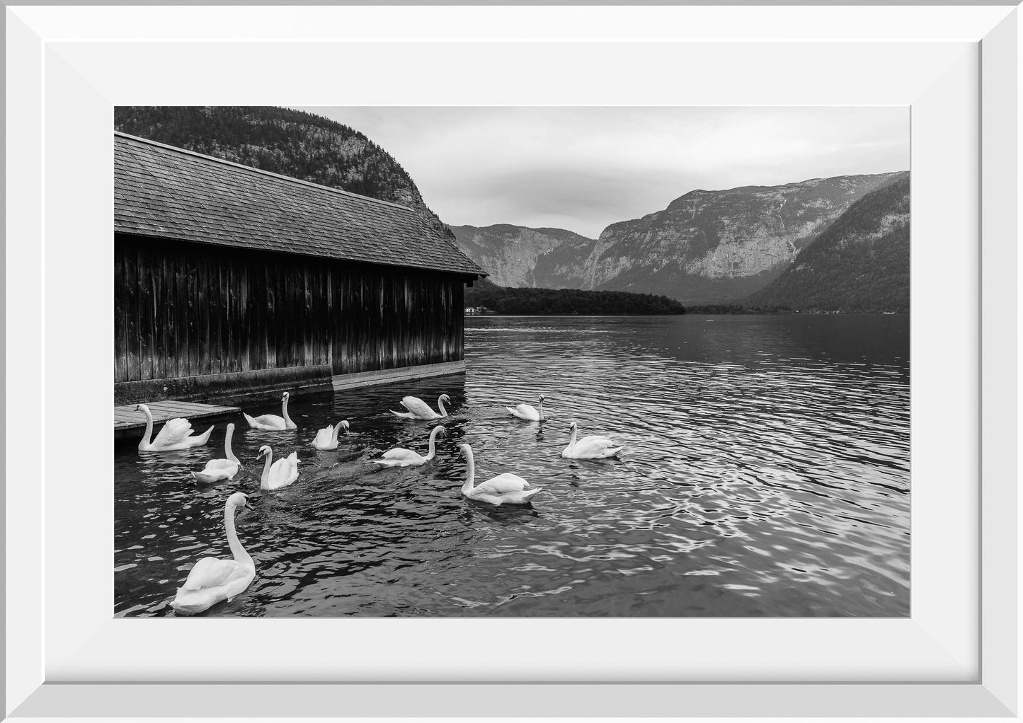 Swans at Lake Hallstatt III, Austria