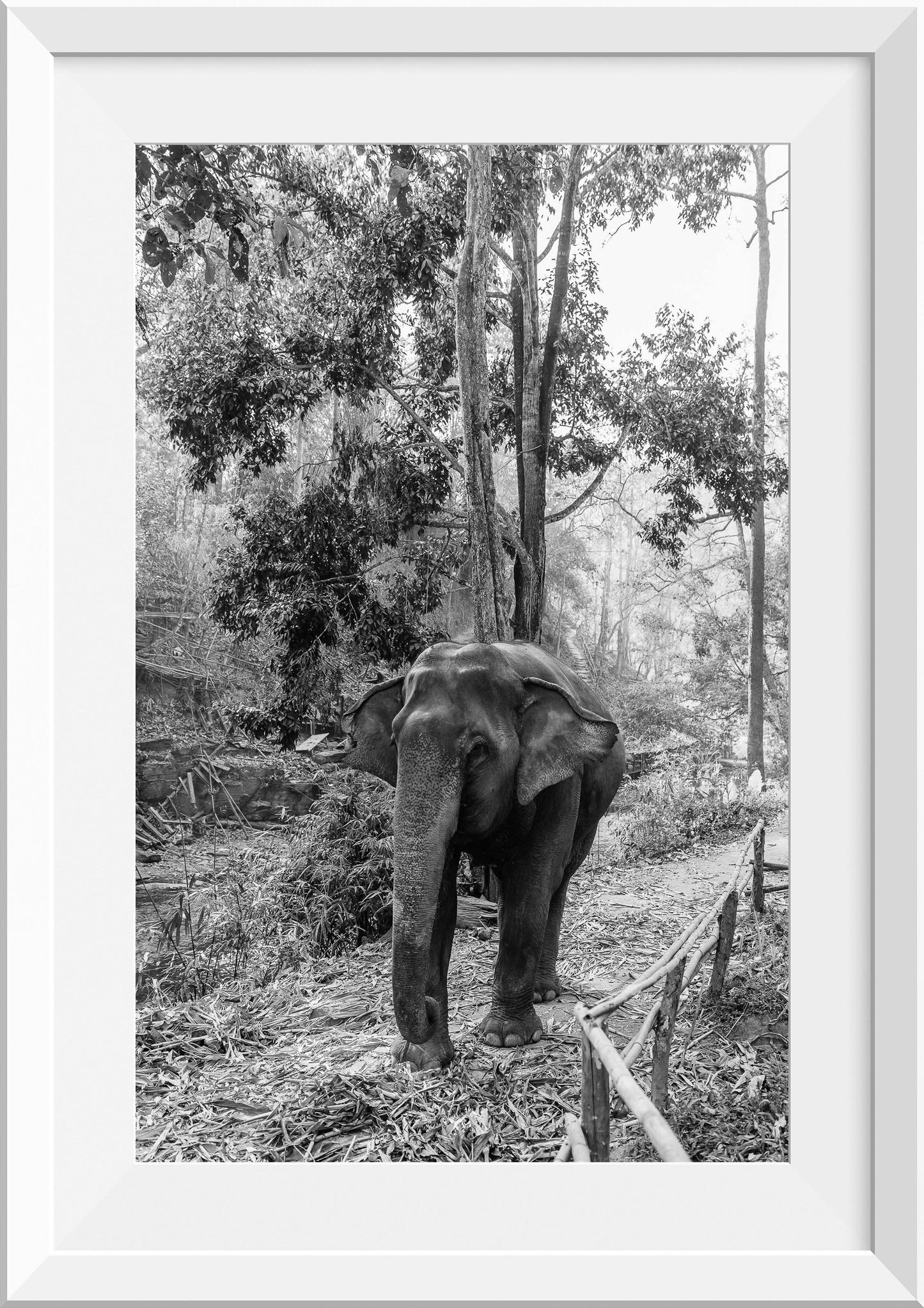 Elephants in Thailand