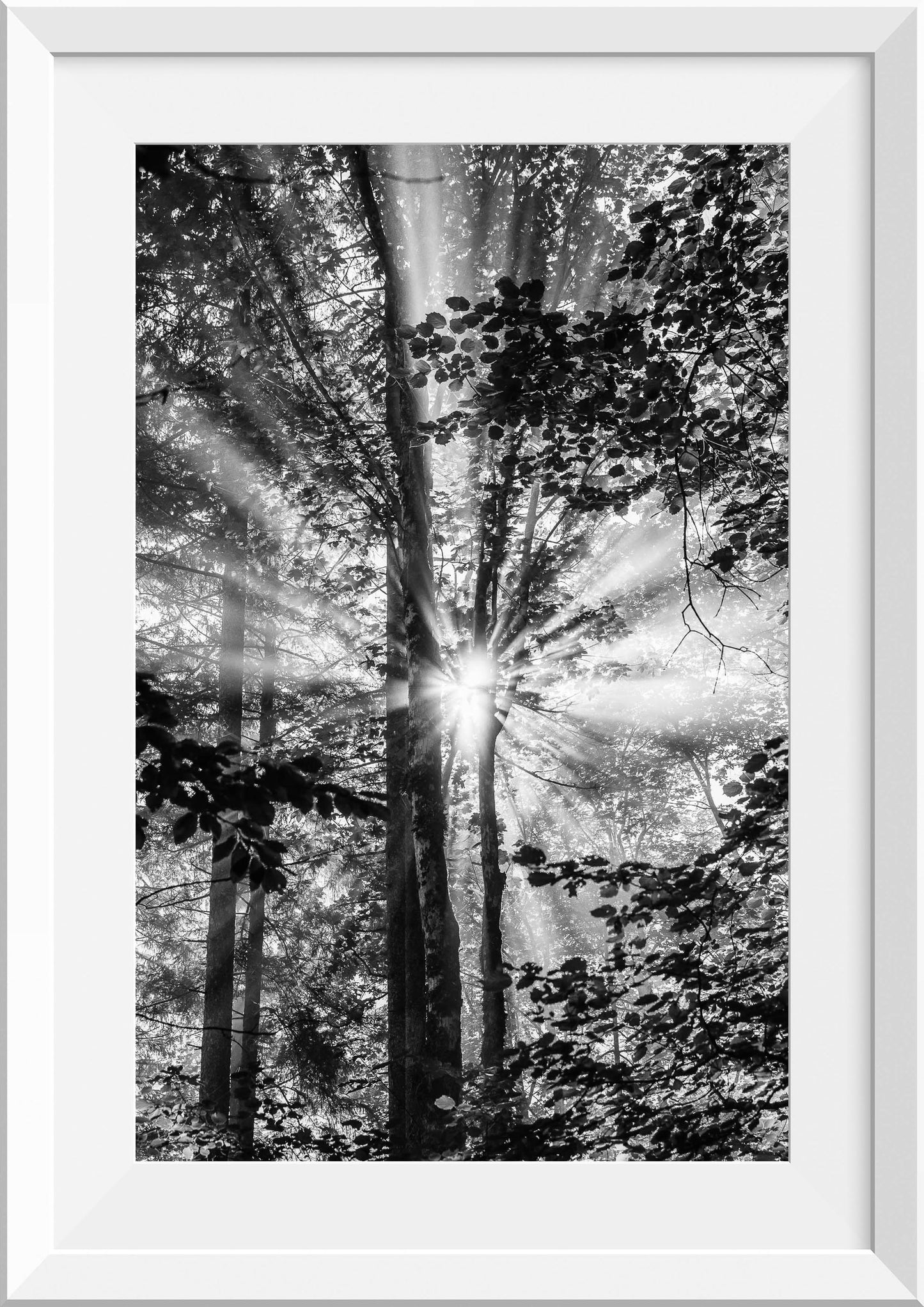 Forest Sunrays in Obersee, Germany