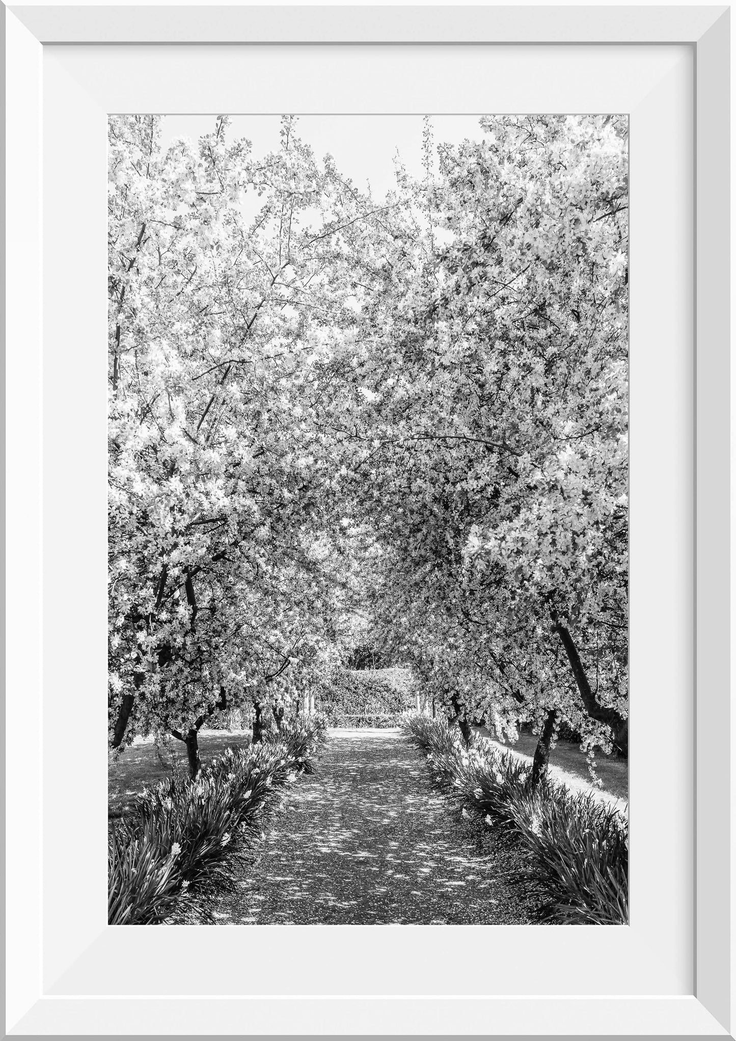 Crabapple Tree Blossom Lane