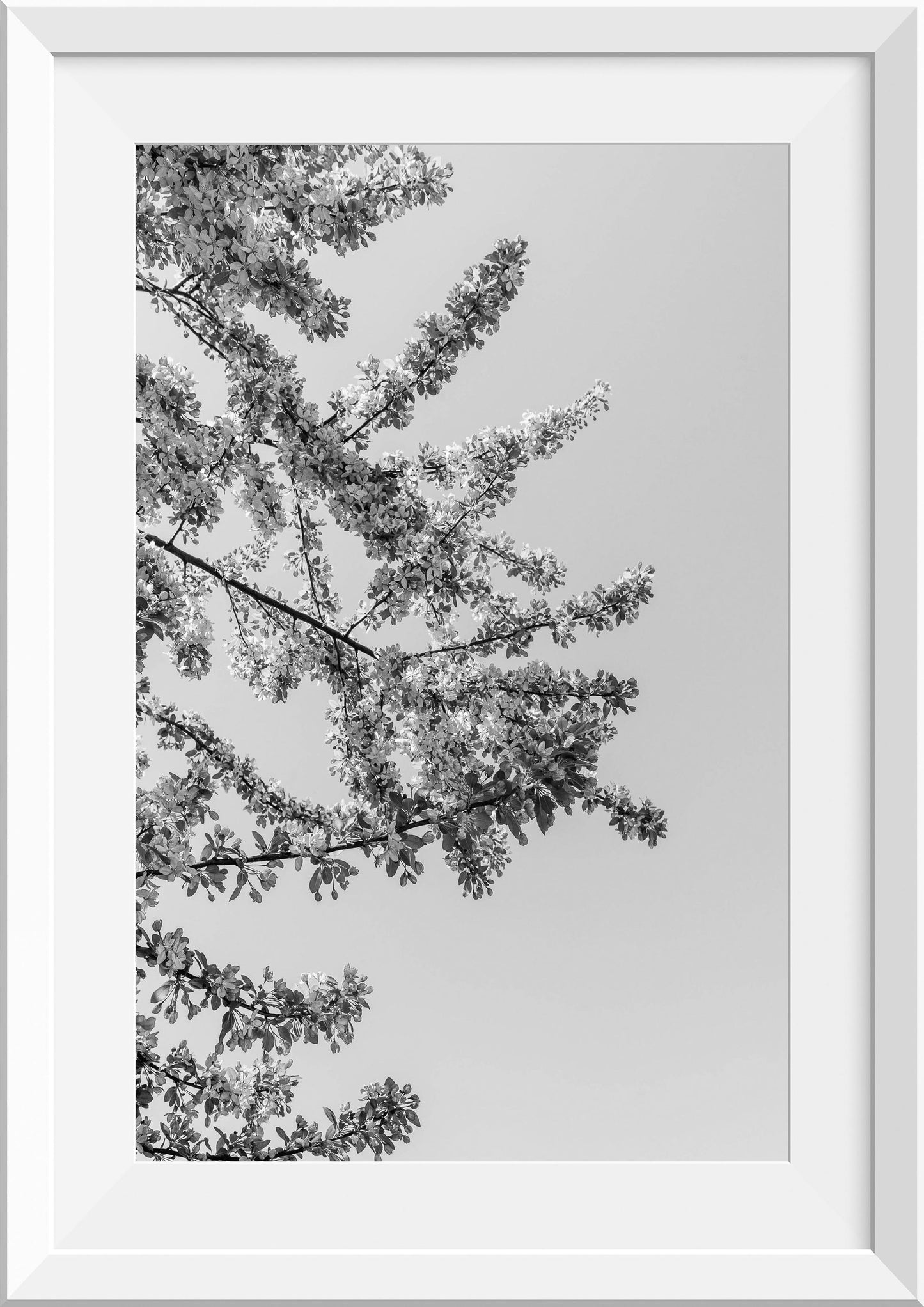 Blossom and Sky