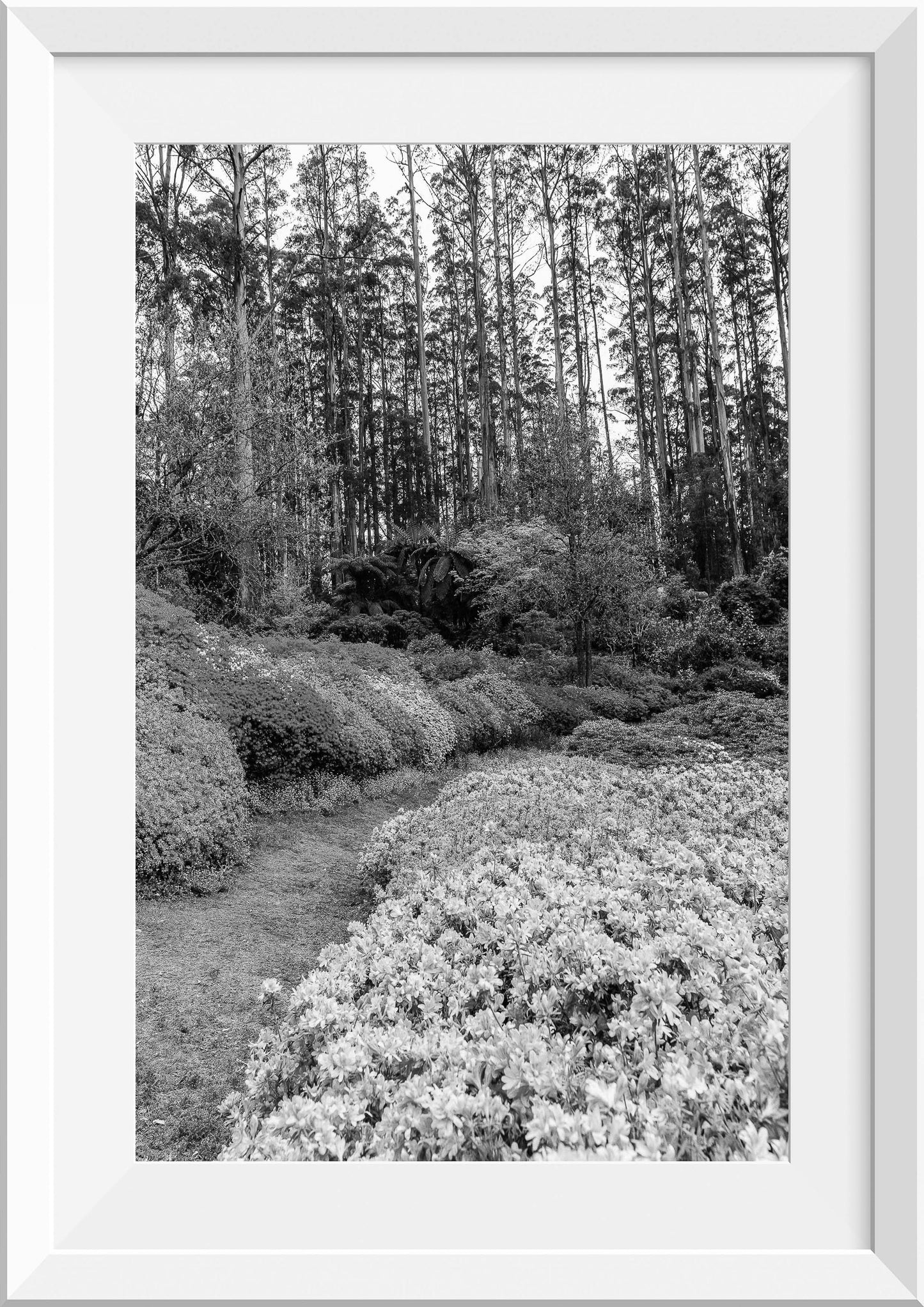Azalea Forest