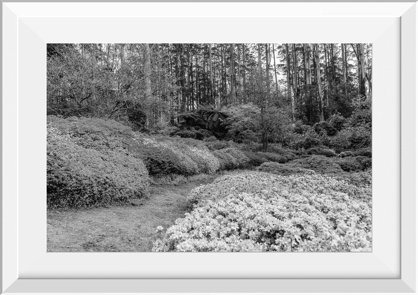 Azalea Forest II