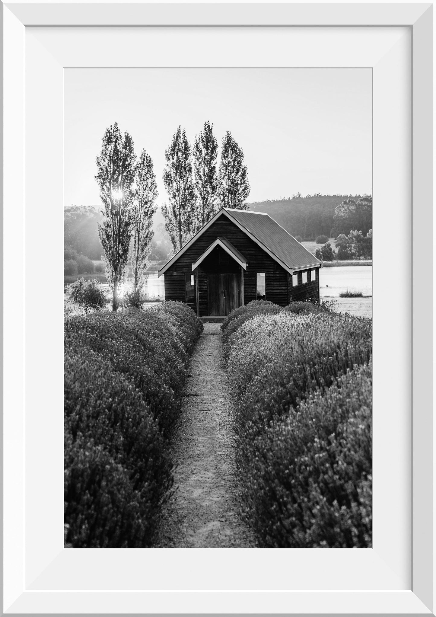 Lavender Fields, Daylesford