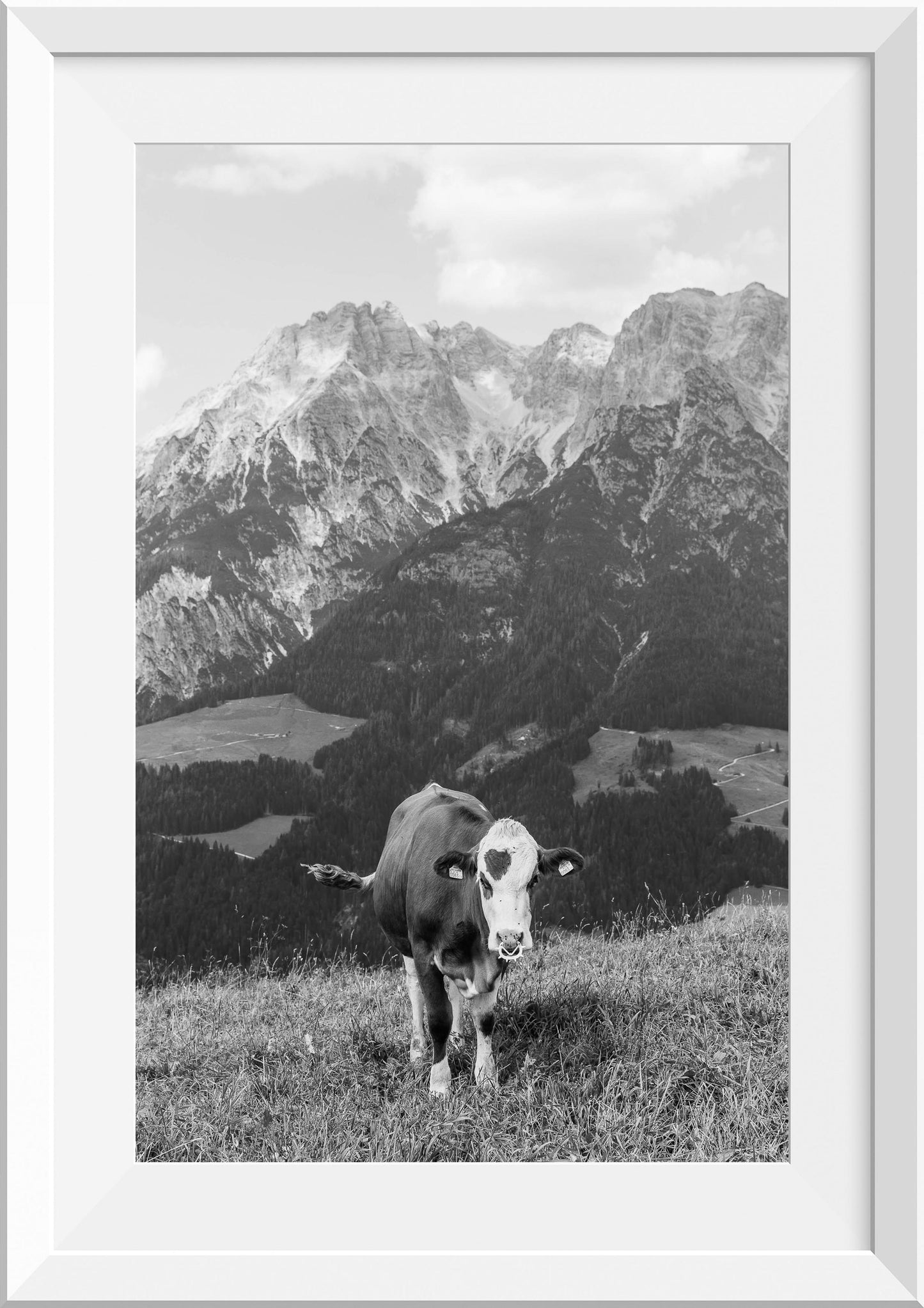 Cow on a Mountain in Leogang, Austria