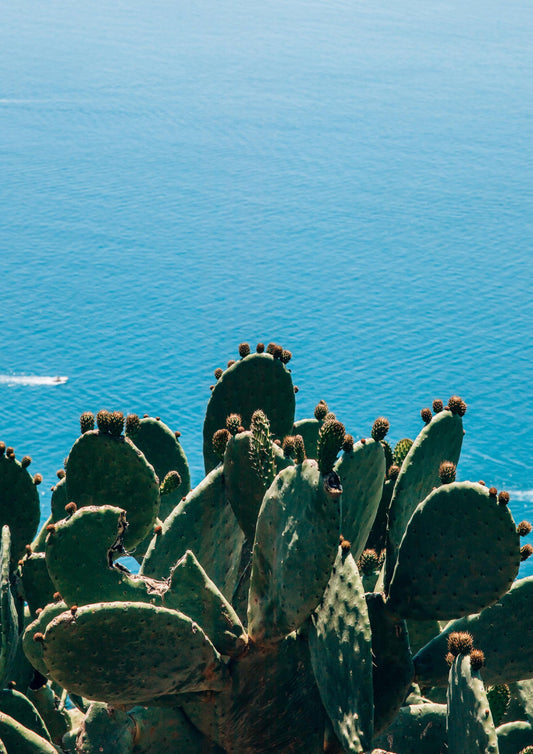 Cactus on the Amalfi Coat, Italy