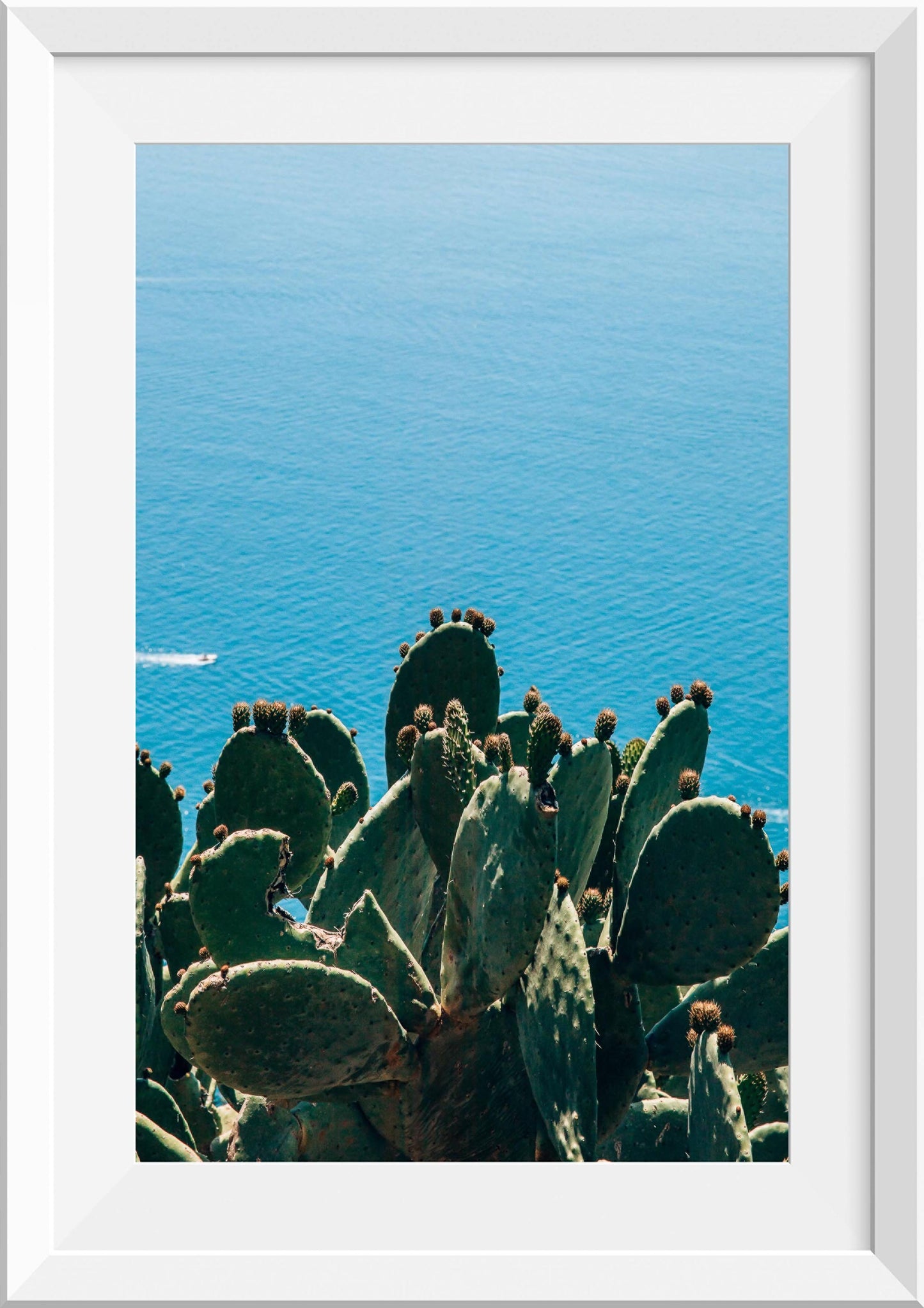 Cactus on the Amalfi Coat, Italy