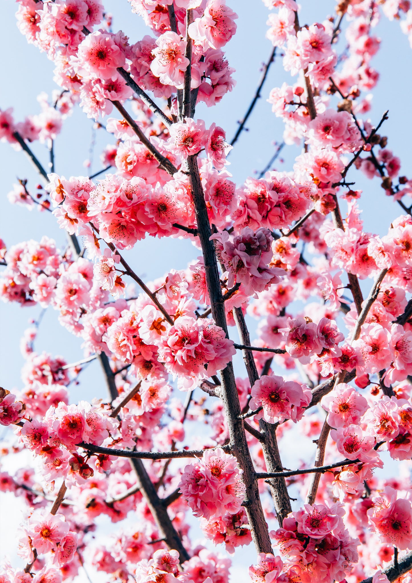 Cherry Blossom