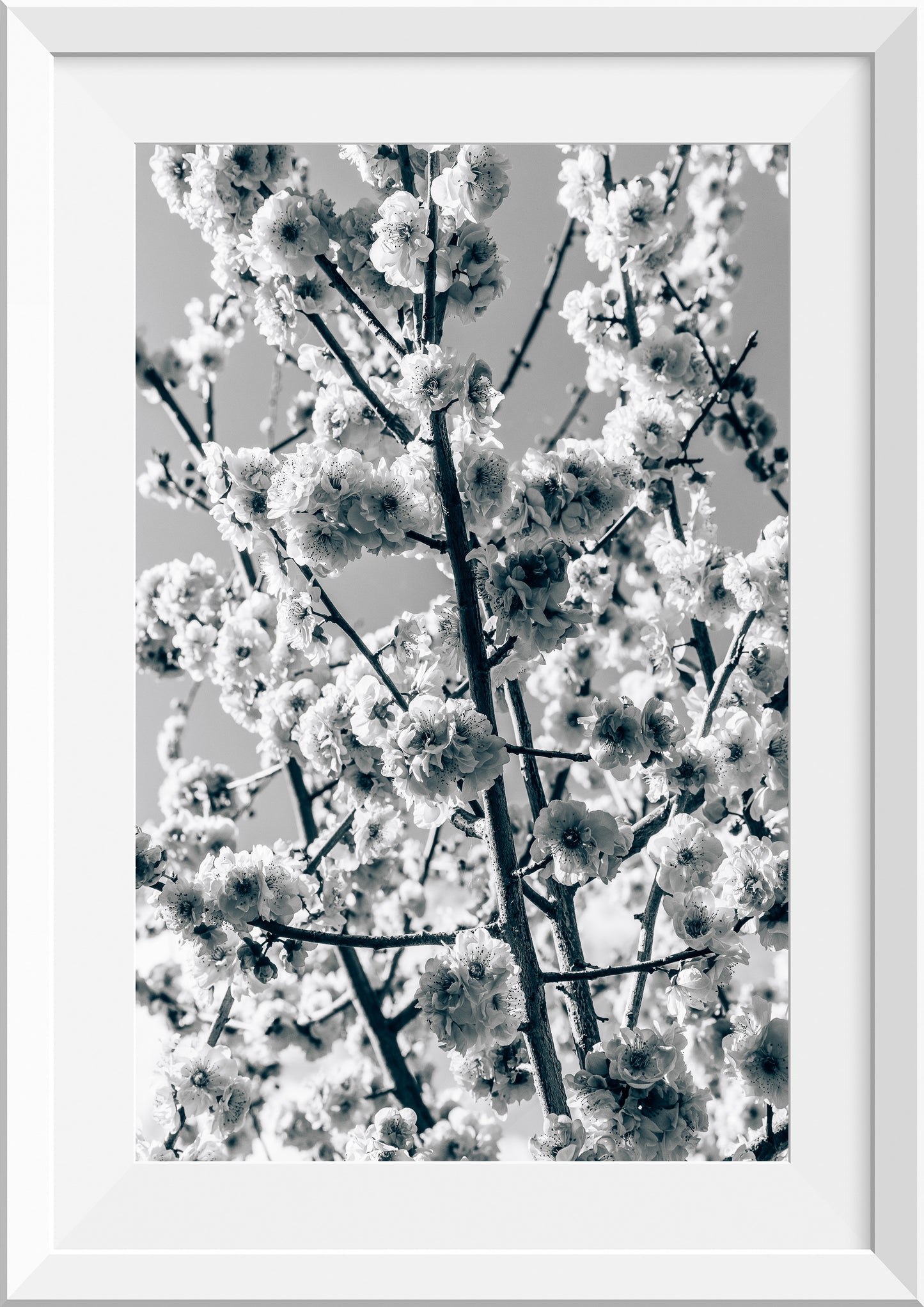 Cherry Blossom
