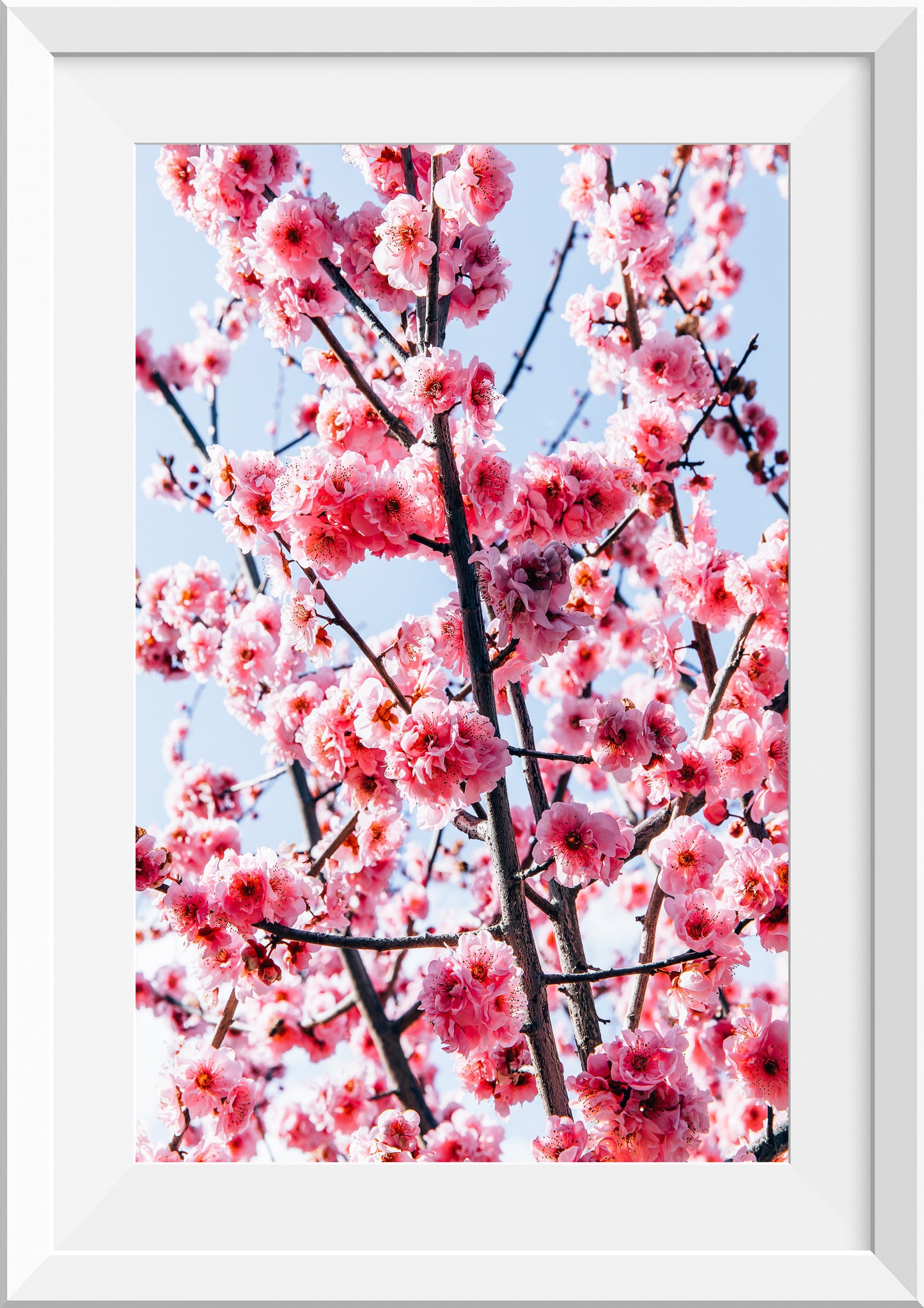 Cherry Blossom