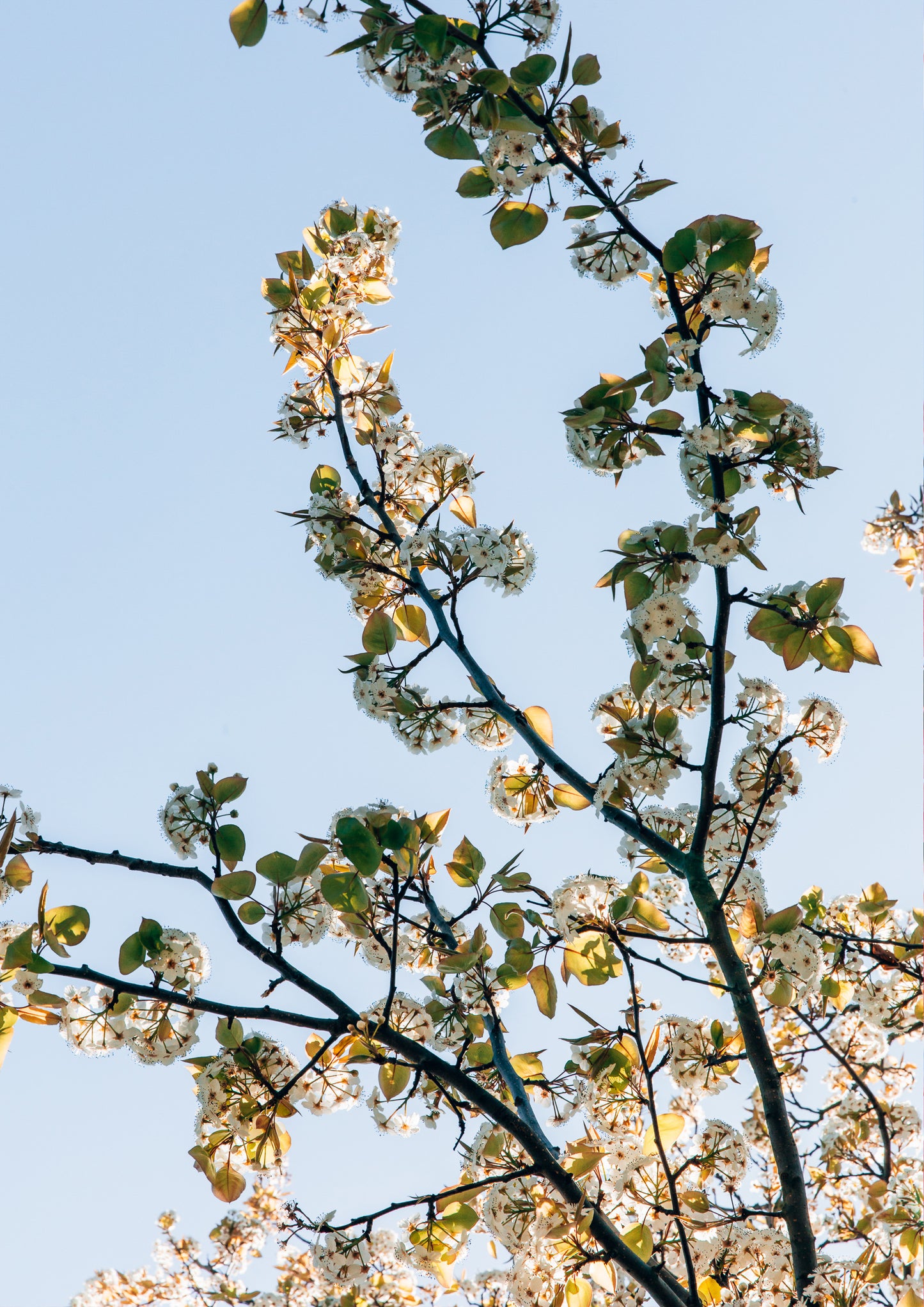 Golden Blossom