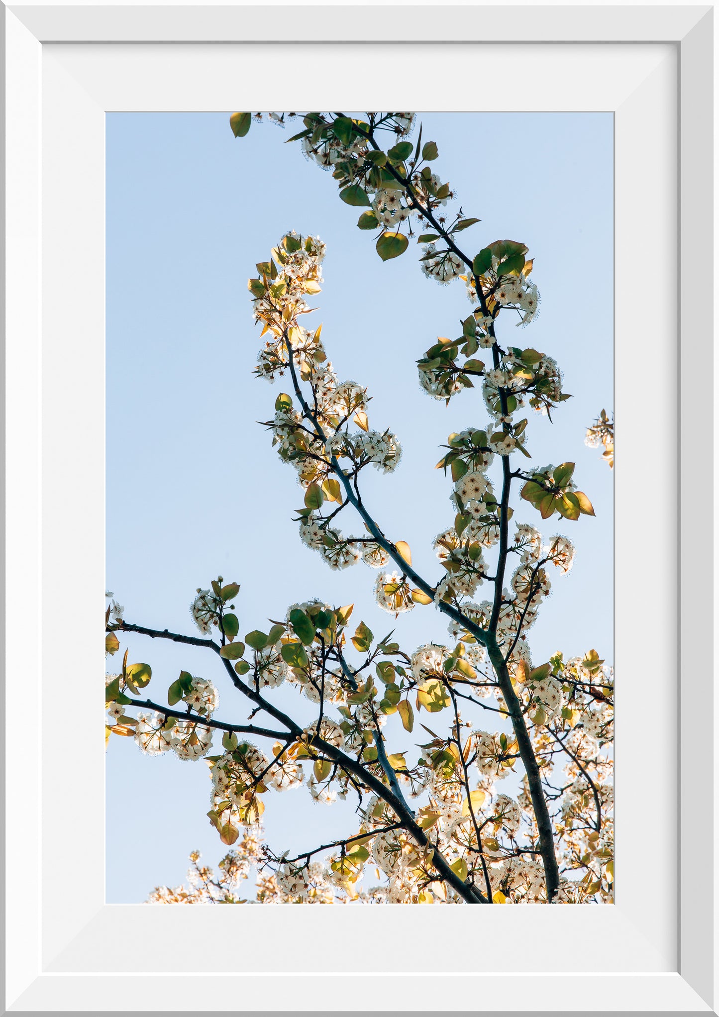 Golden Blossom