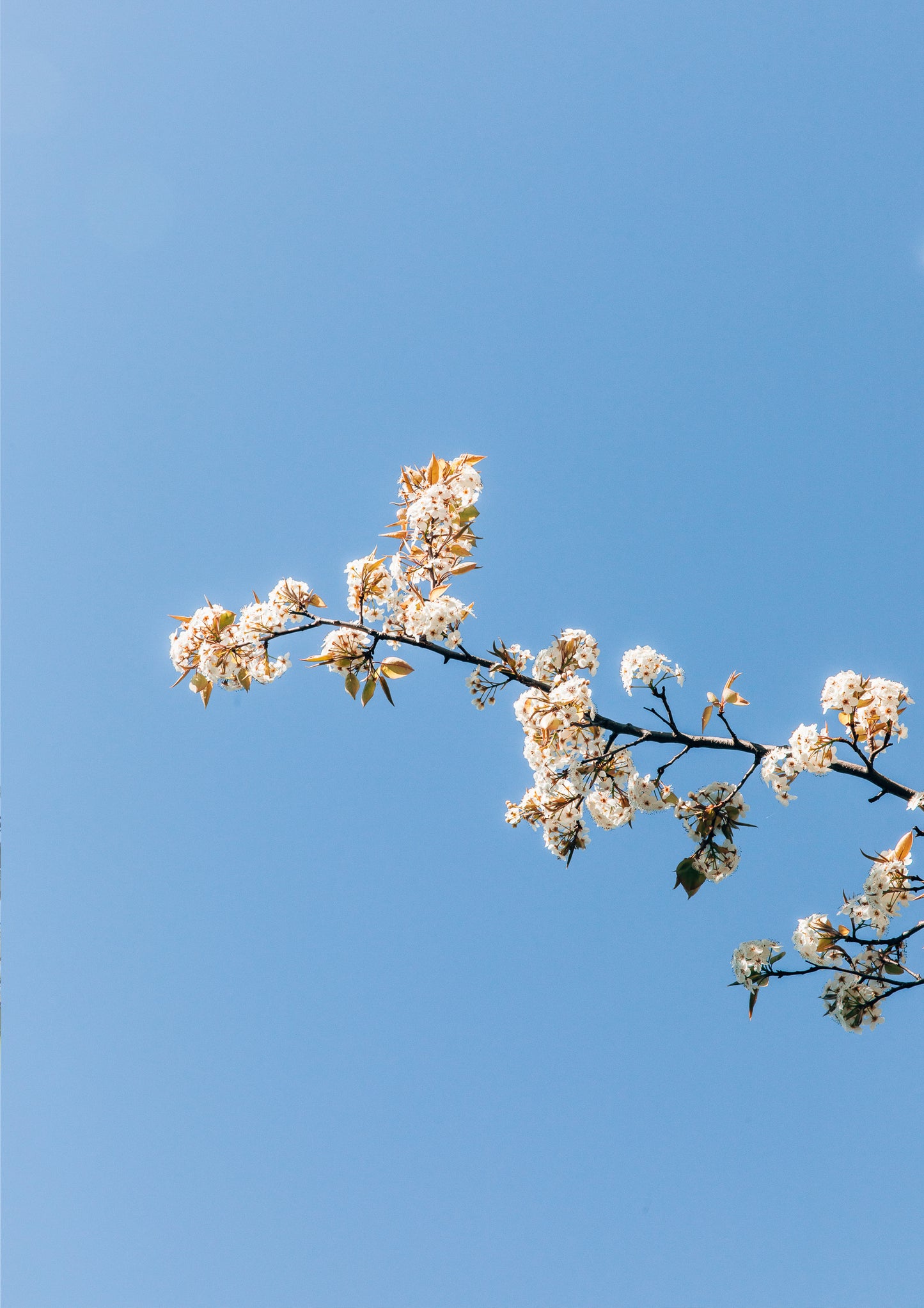 White Blossom
