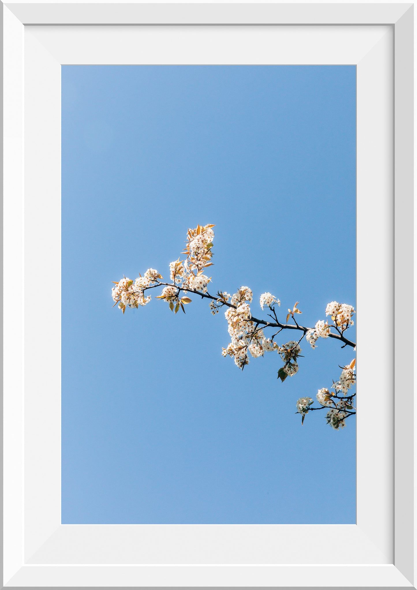 White Blossom