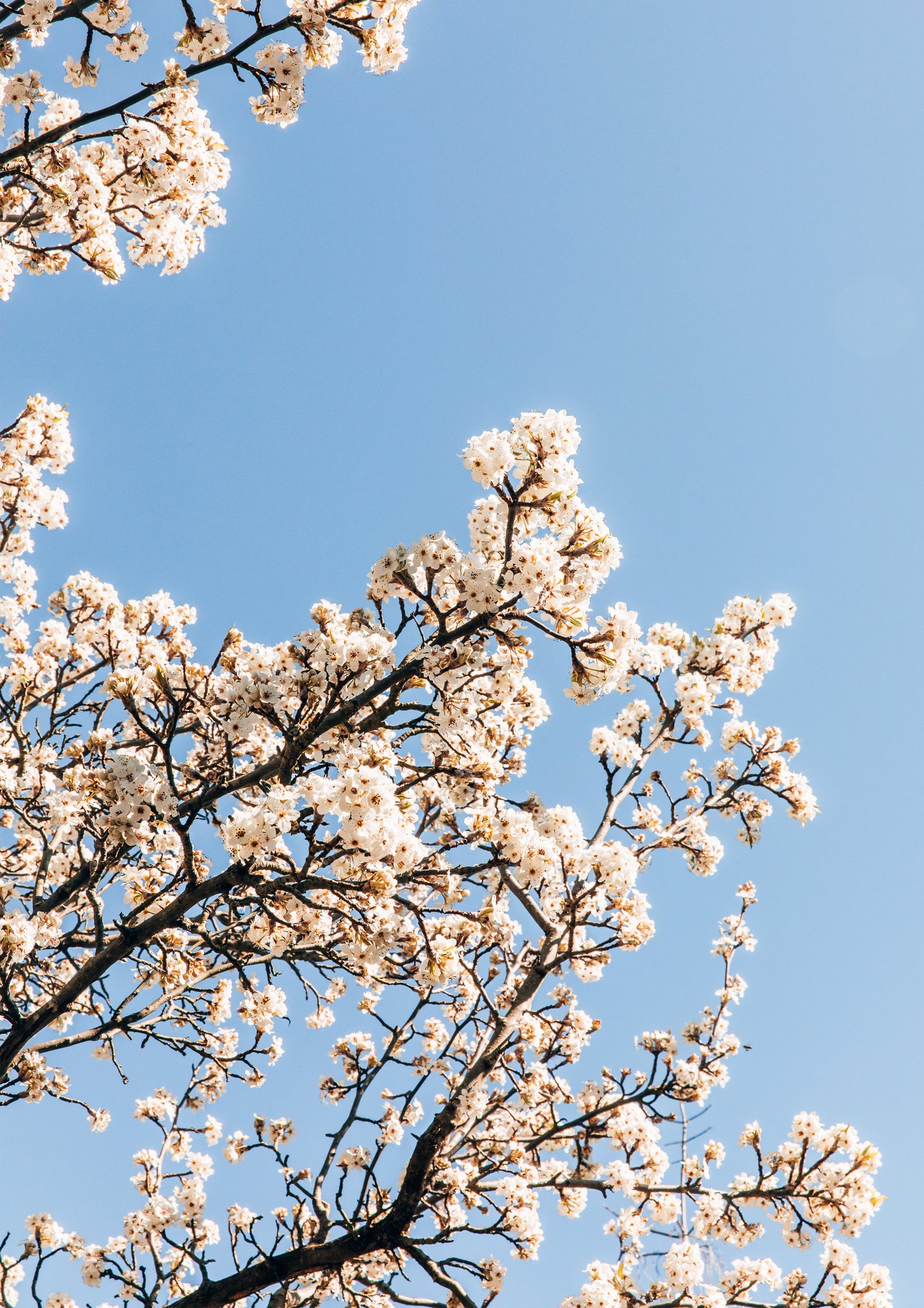 White Blossom II