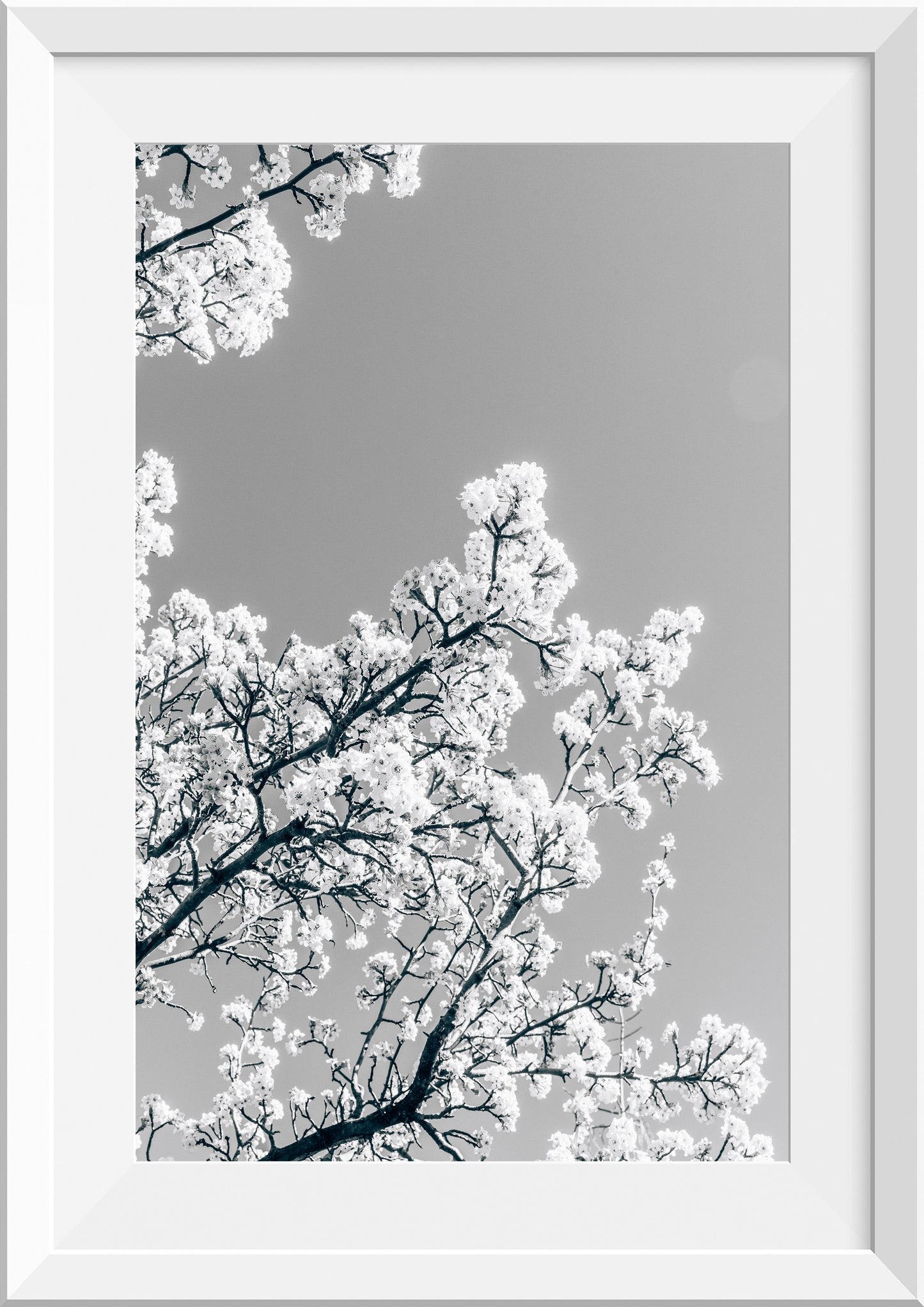 White Blossom II