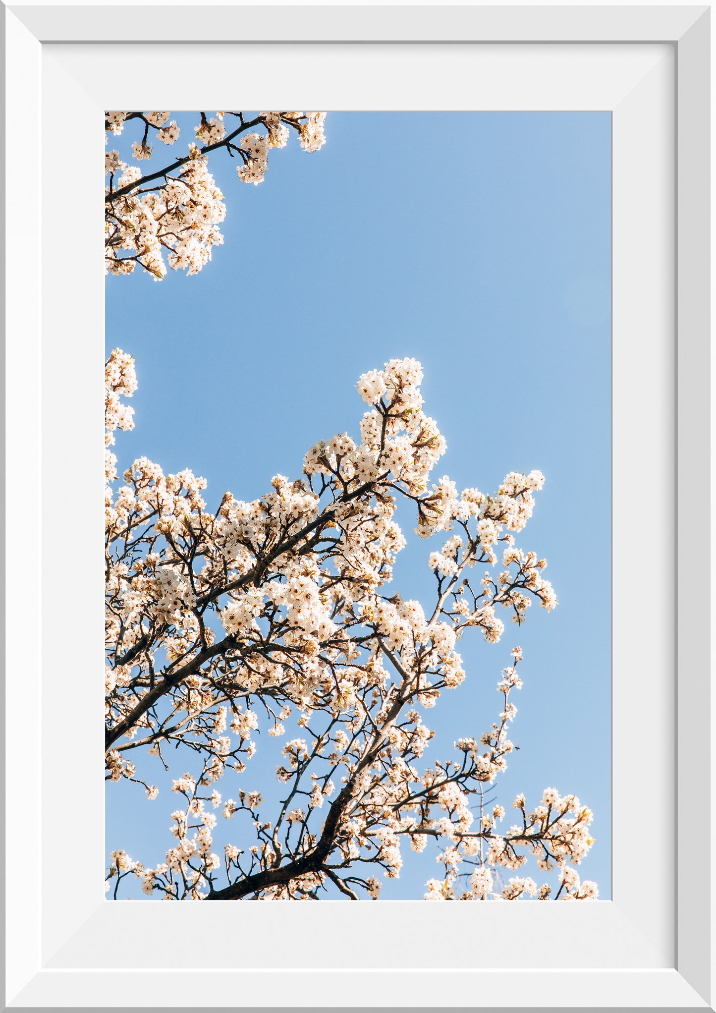 White Blossom II