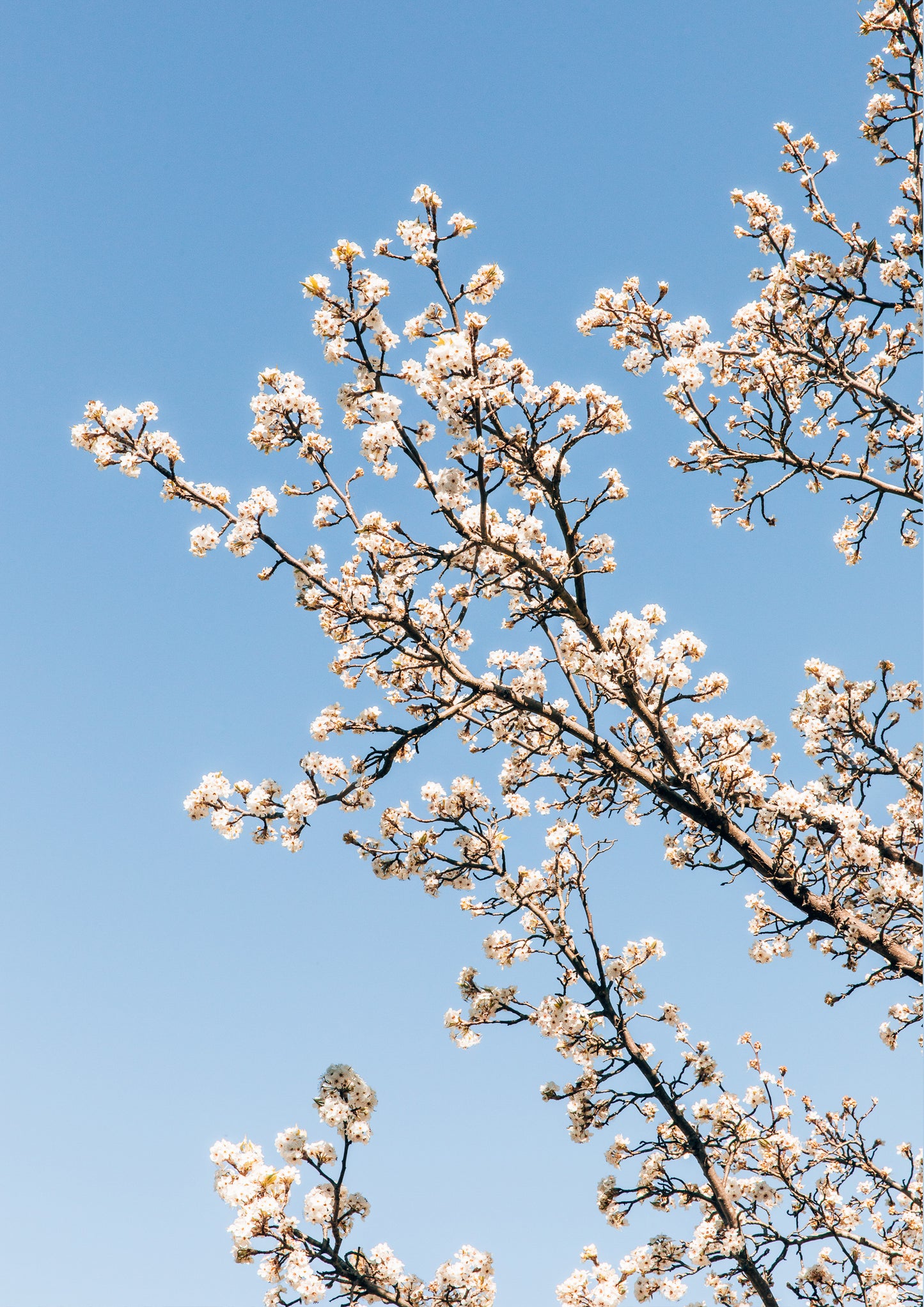 White Blossom III
