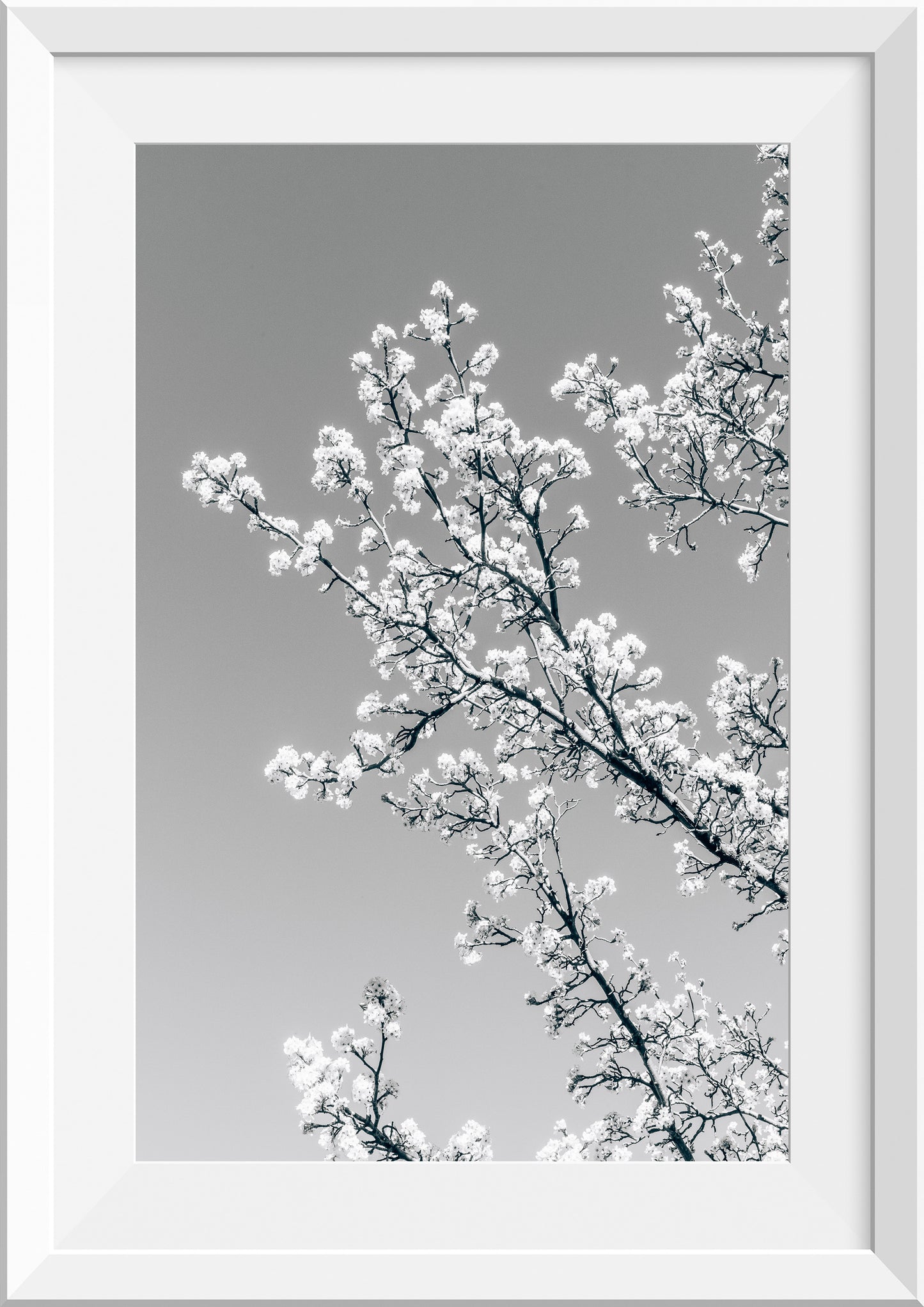 White Blossom III