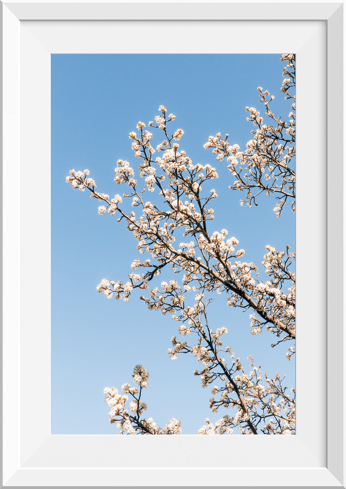 White Blossom III