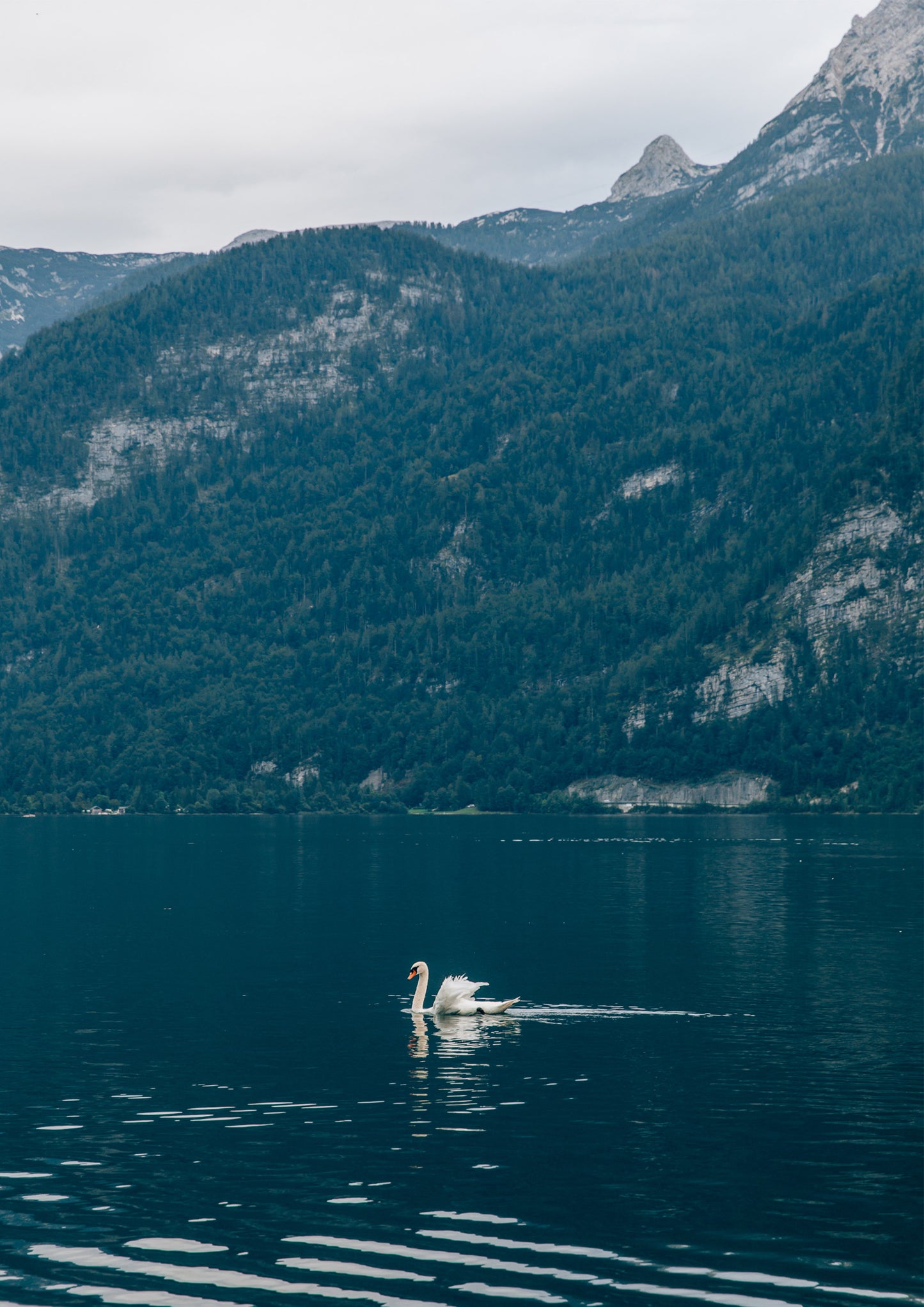 Swan at Lake Hallstatt, Austria
