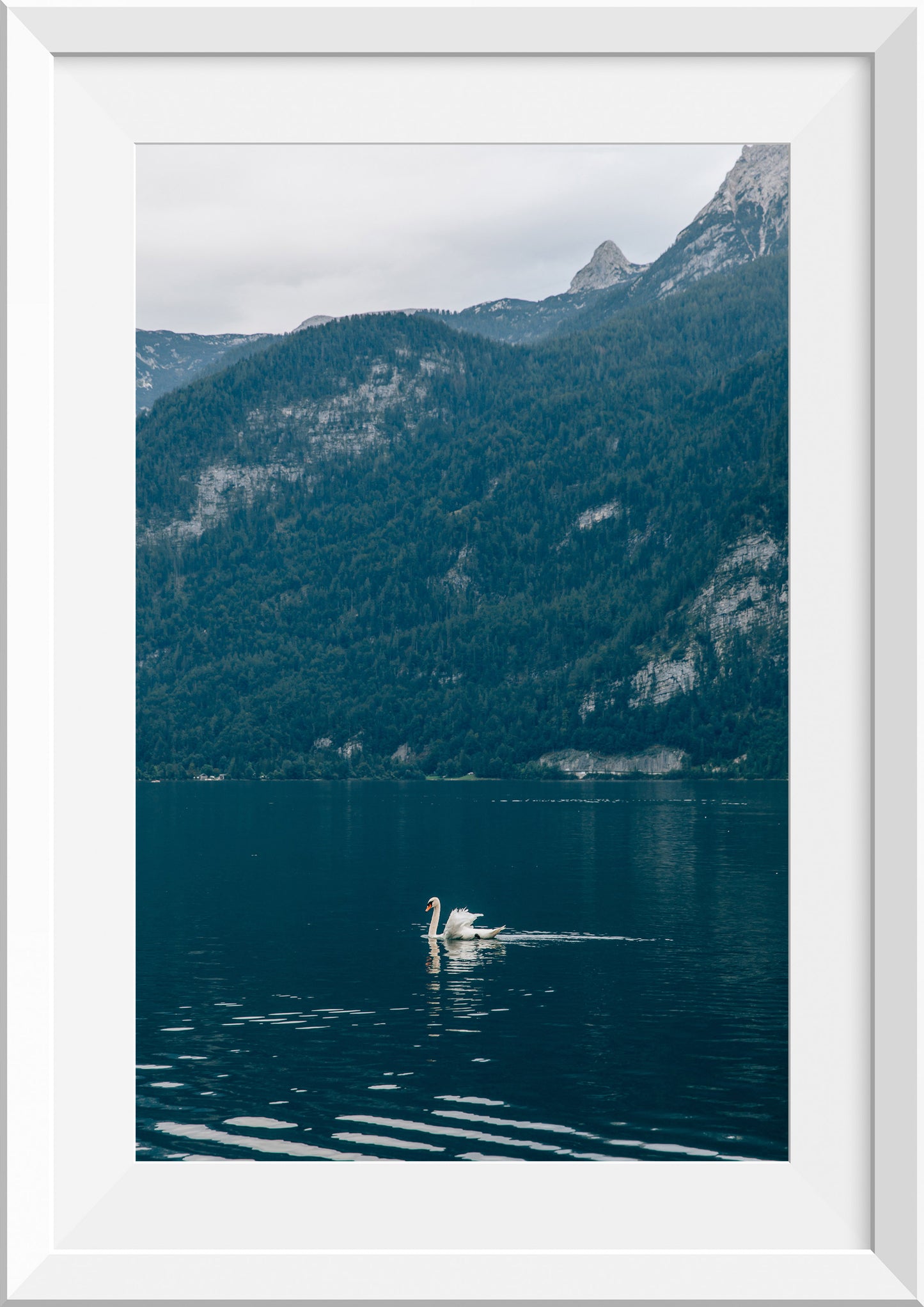 Swan at Lake Hallstatt, Austria