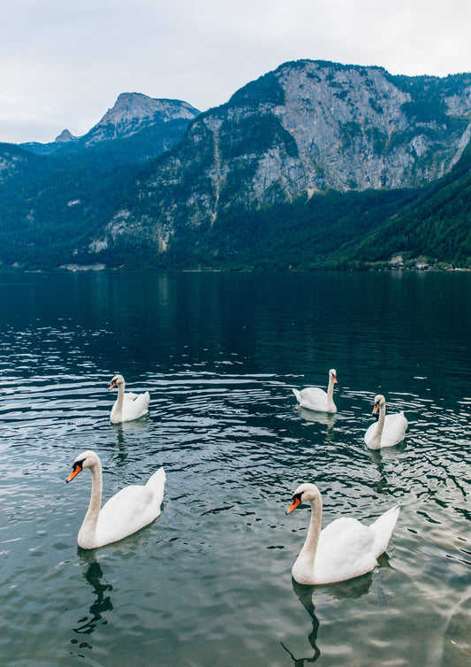 Swans at Lake Hallstatt, Austria