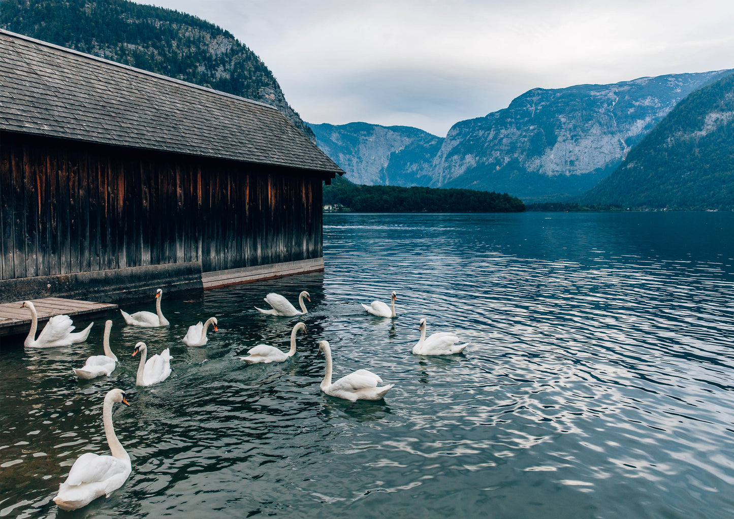 Swans at Lake Hallstatt III, Austria