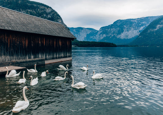 Swans at Lake Hallstatt III, Austria