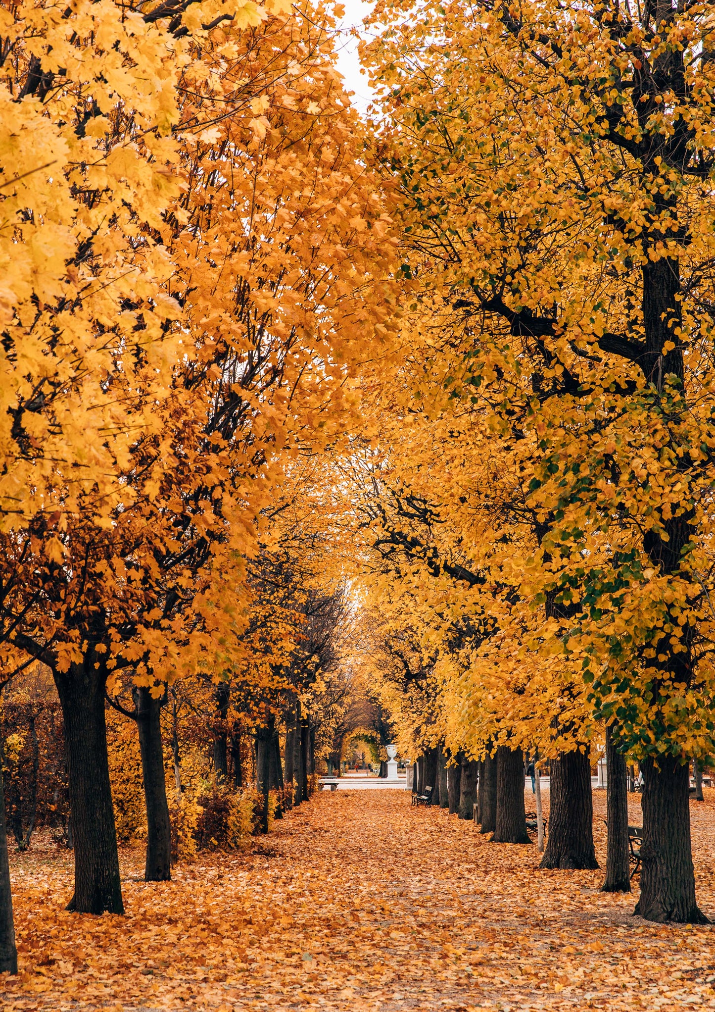 Autumn at Schönbrunn Palace Vienna, Austria