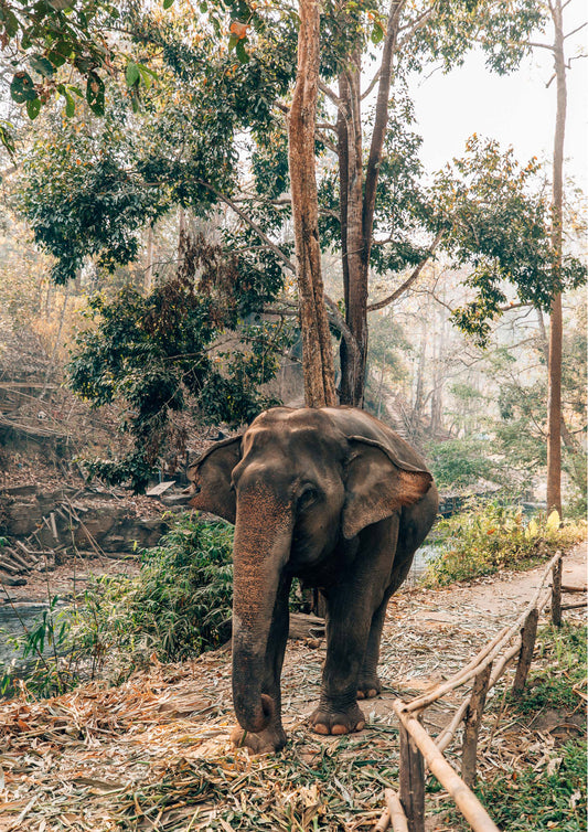 Elephants in Thailand
