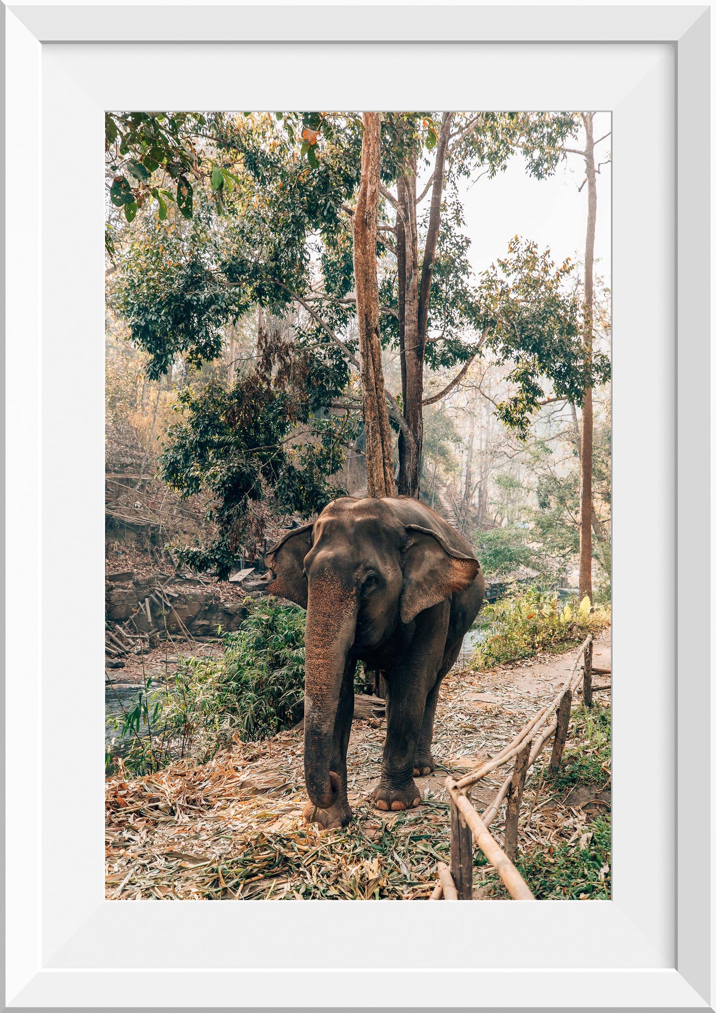 Elephants in Thailand