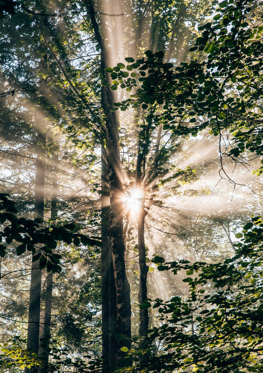 Forest Sunrays in Obersee, Germany