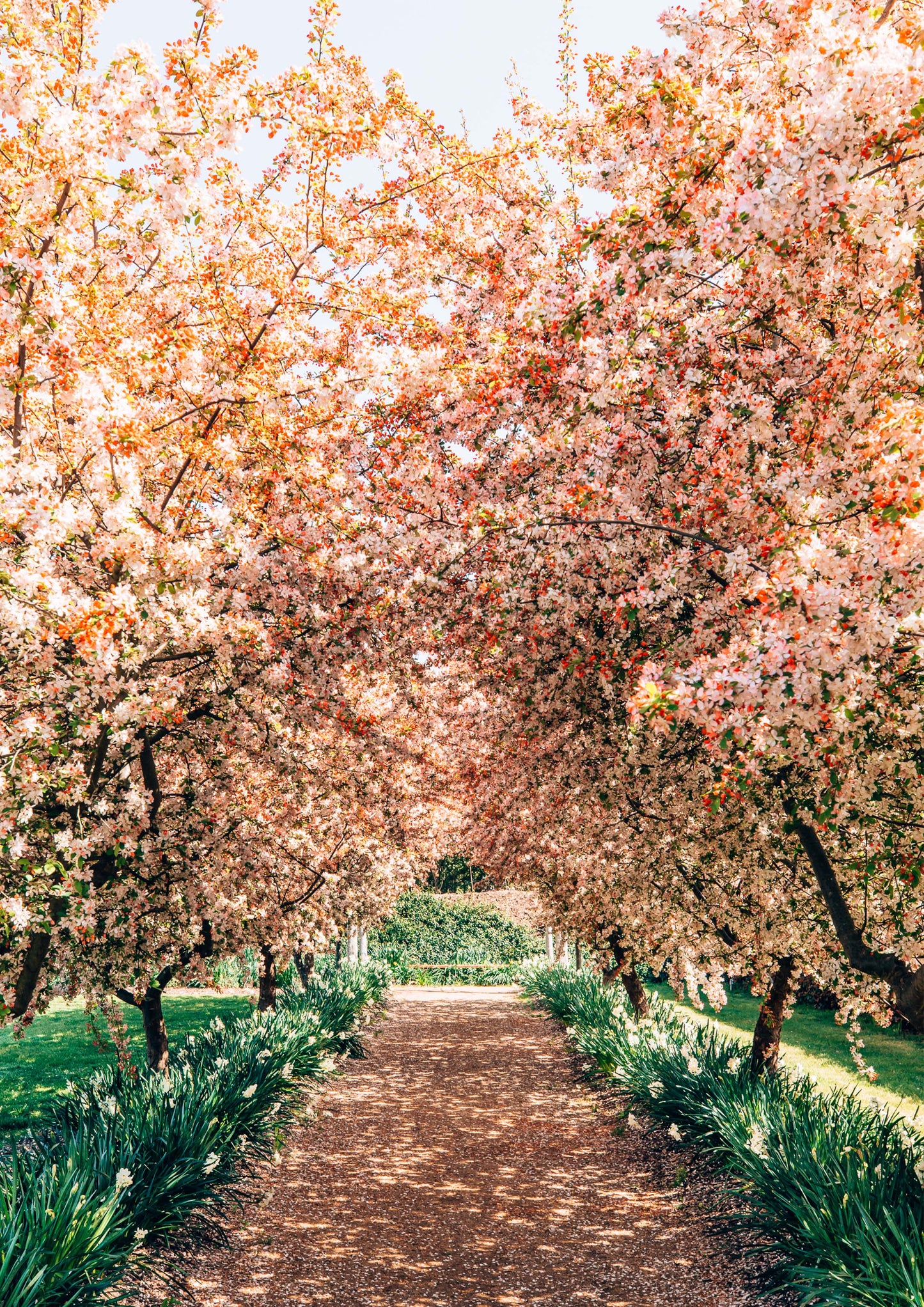 Crabapple Tree Blossom Lane