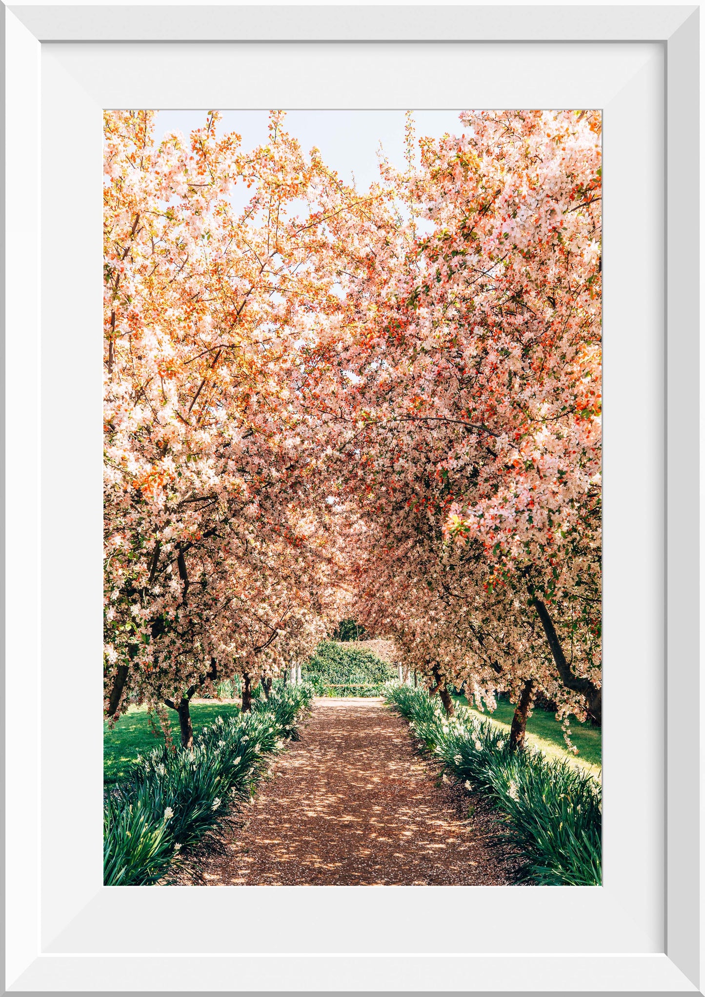 Crabapple Tree Blossom Lane