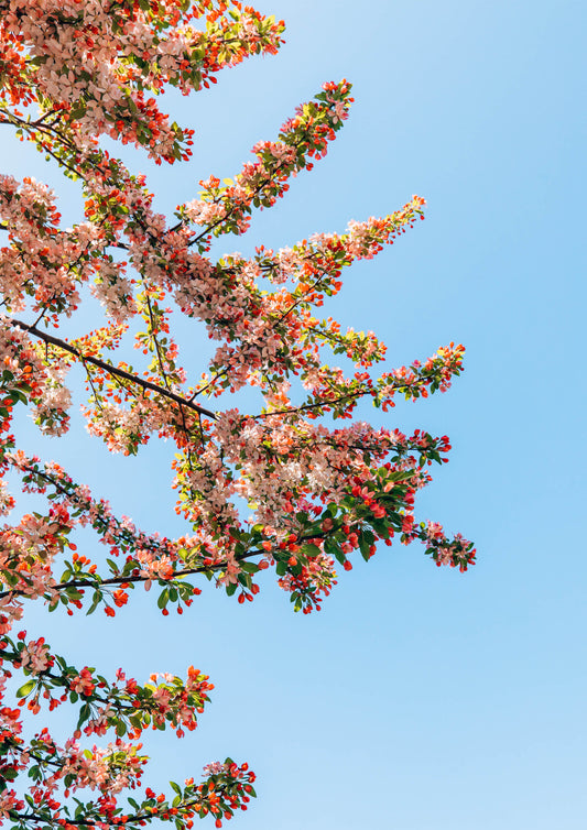Blossom and Sky