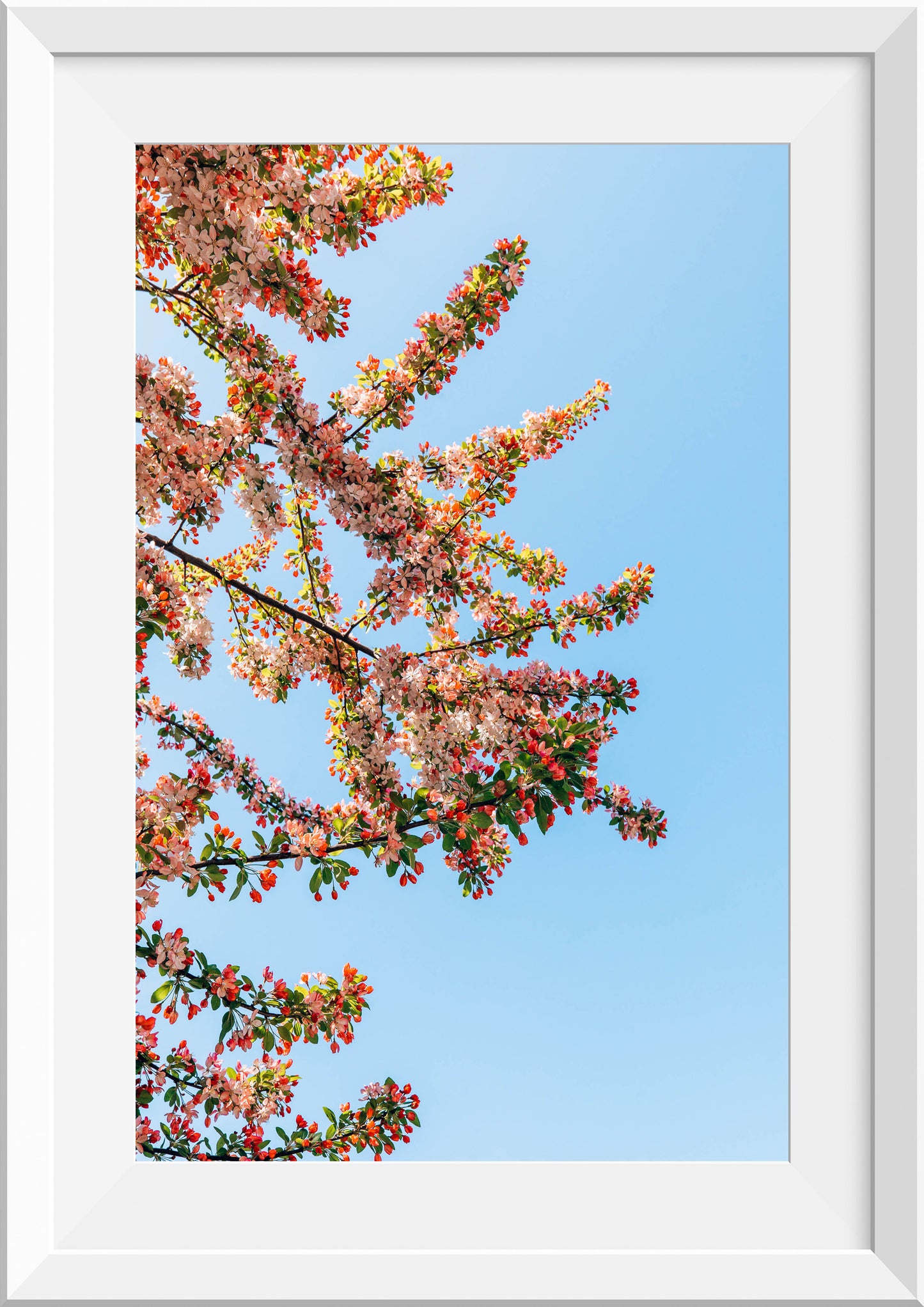Blossom and Sky