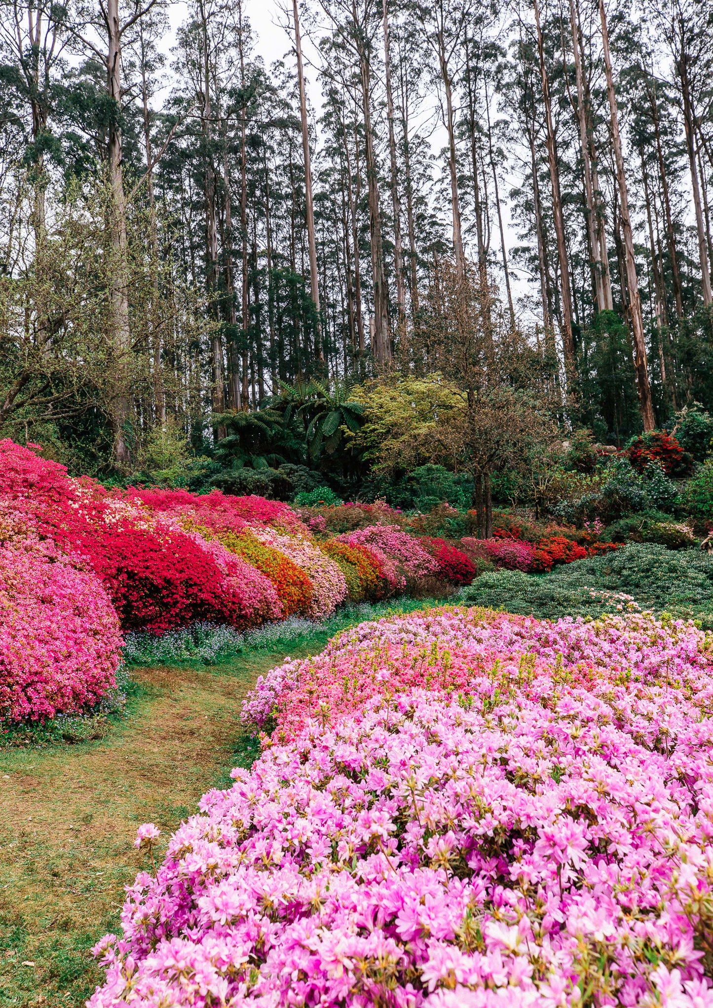 Azalea Forest
