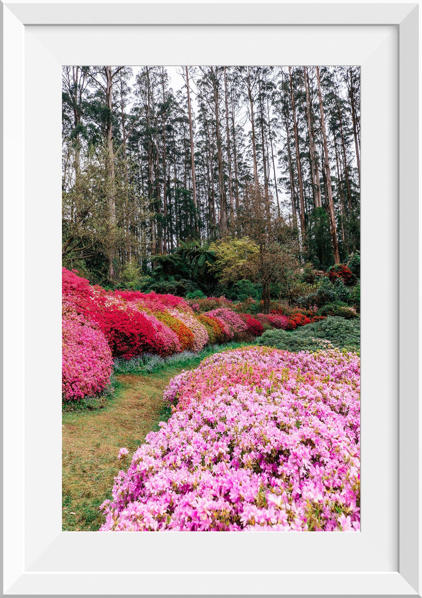 Azalea Forest