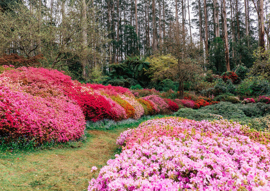 Azalea Forest II