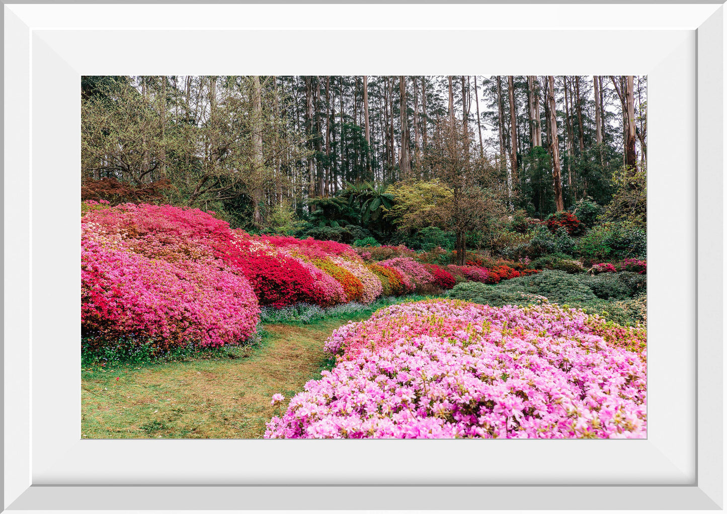 Azalea Forest II