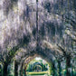 Wisteria Tunnel