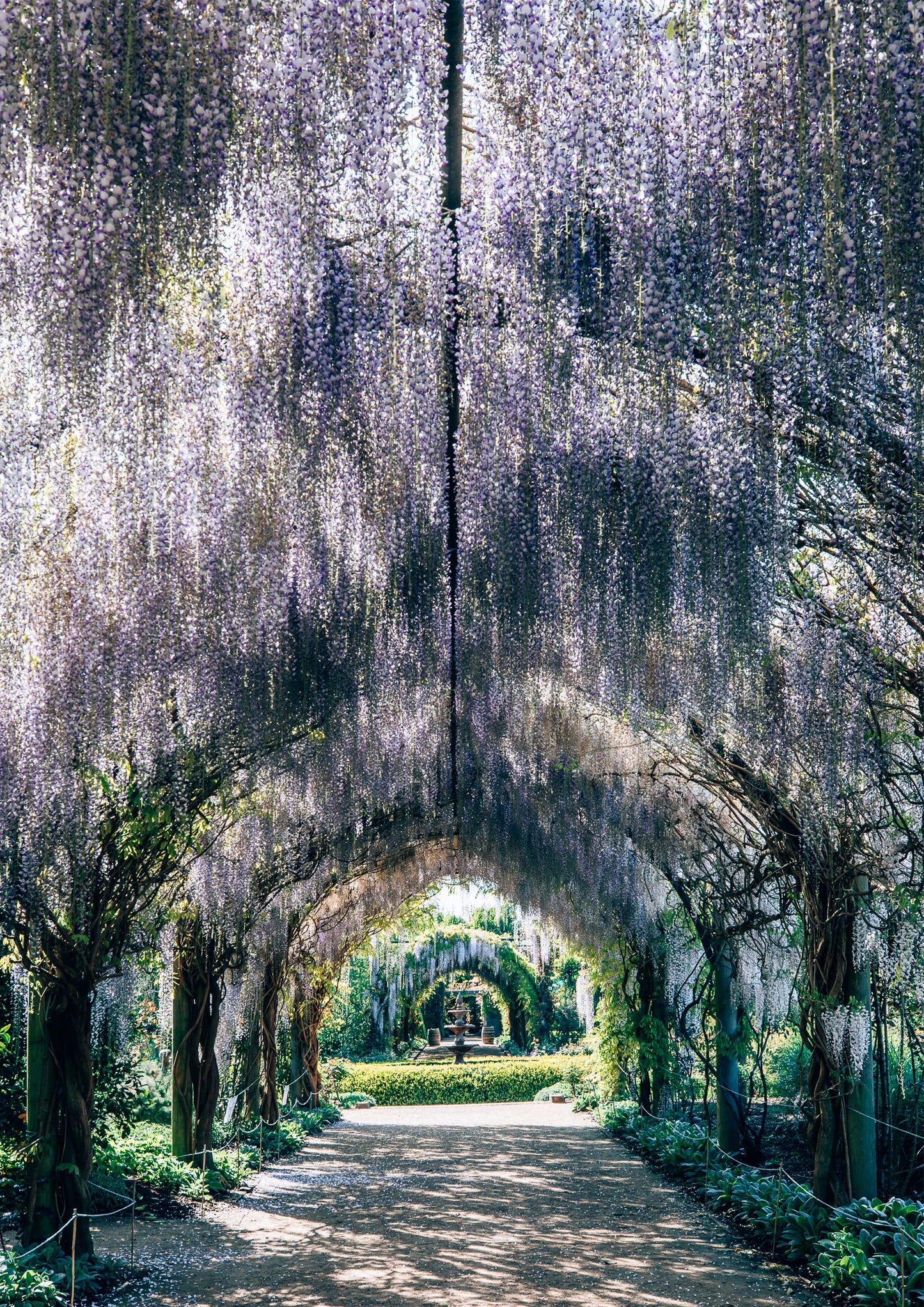 Wisteria Tunnel