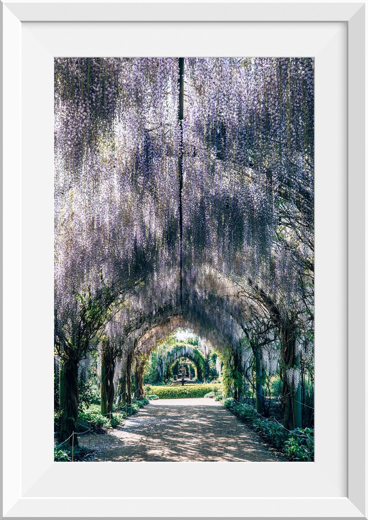 Wisteria Tunnel