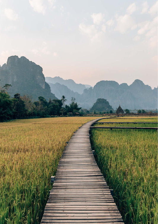 Rice Fields in Vang Vieng, Laos