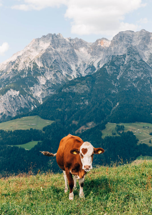 Cow on a Mountain in Leogang, Austria