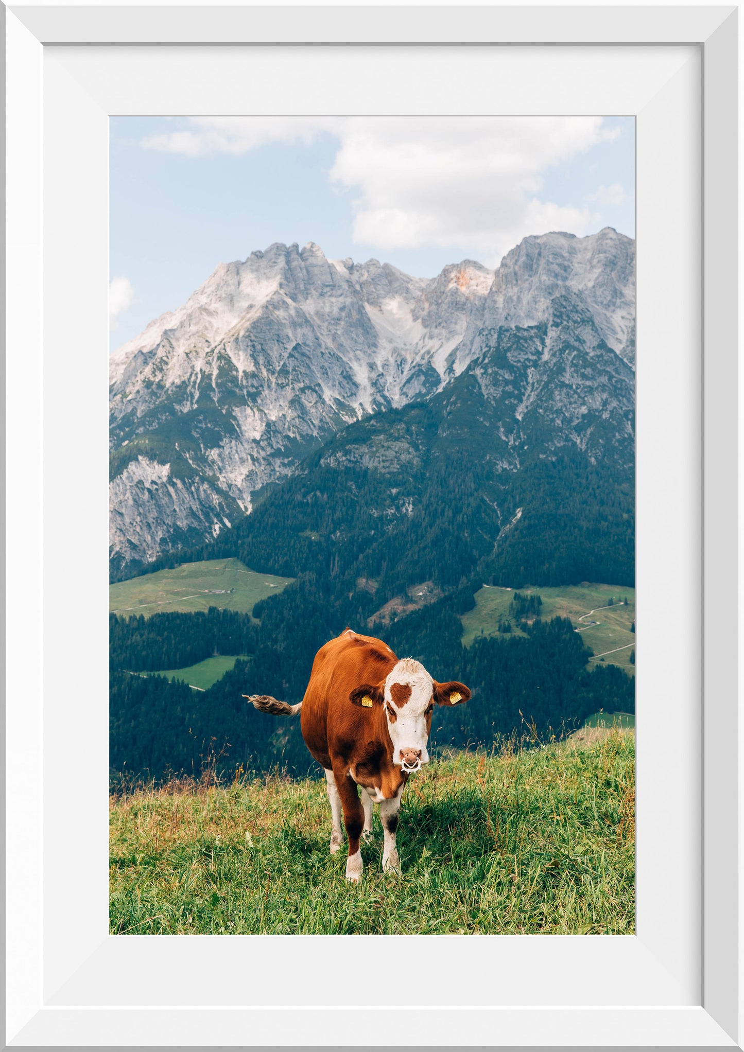 Cow on a Mountain in Leogang, Austria