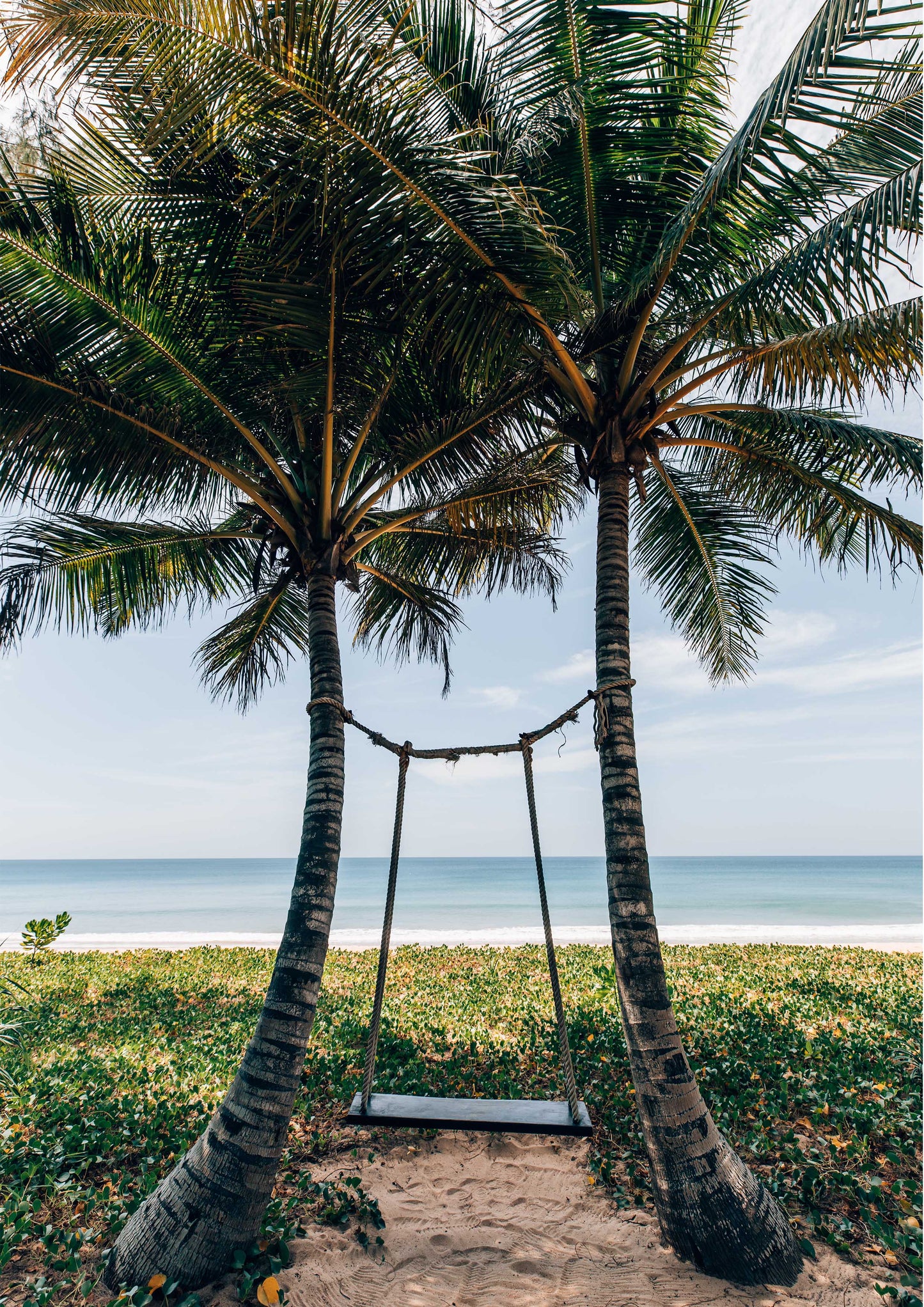 Palm Trees in Phuket, Thailand